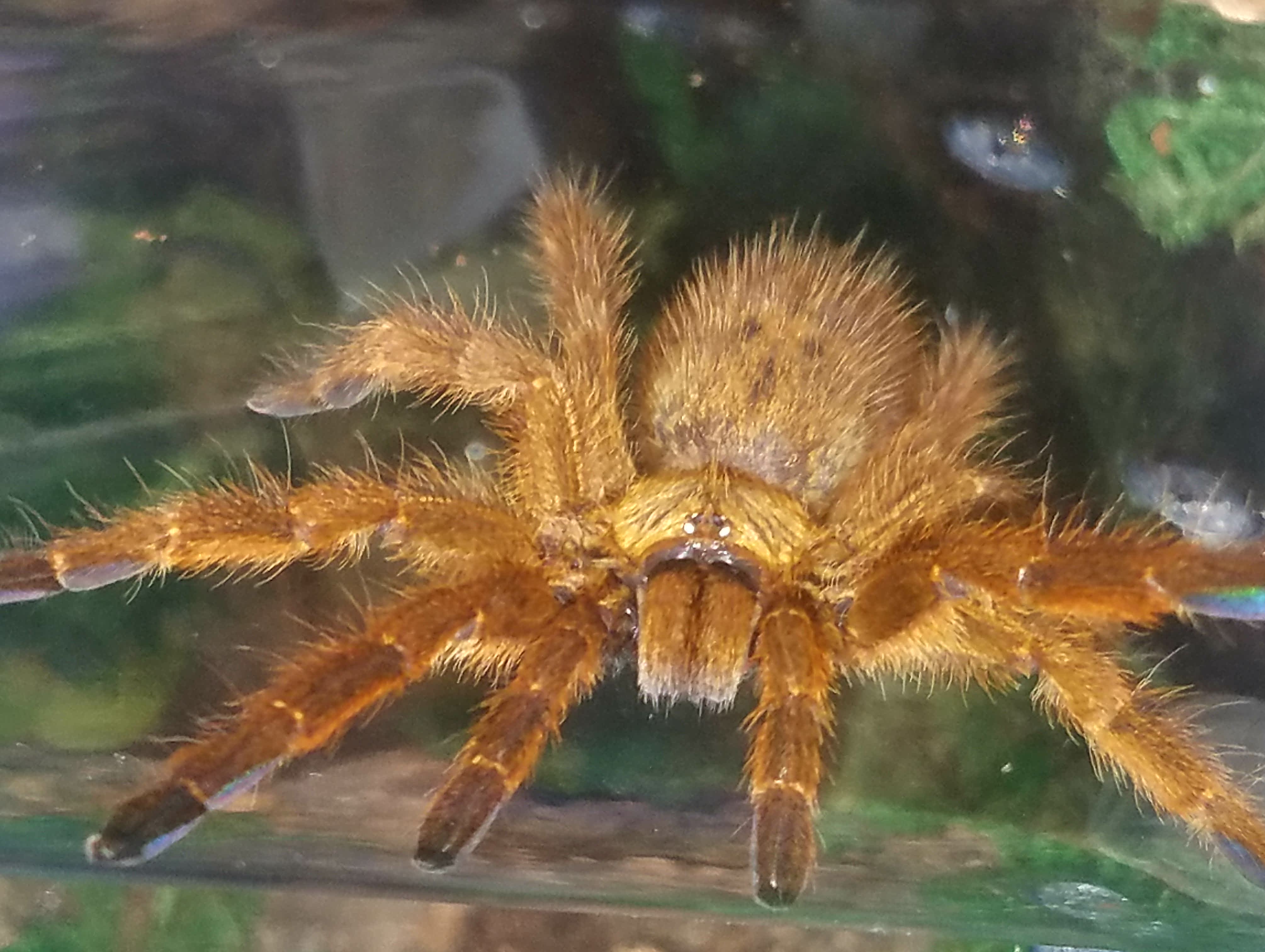 Female OBT