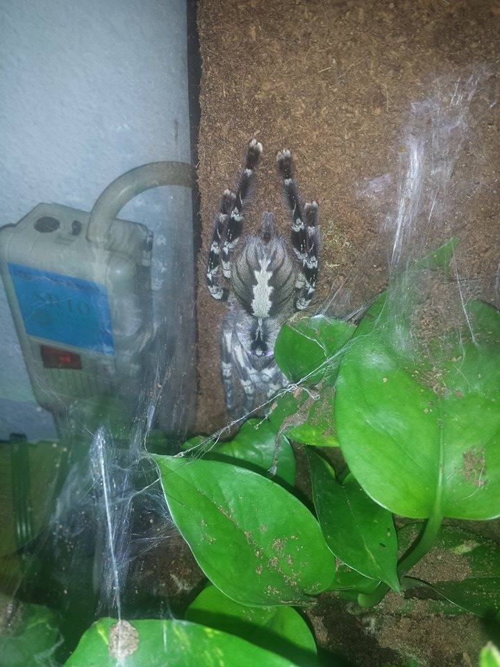Female P.Regalis