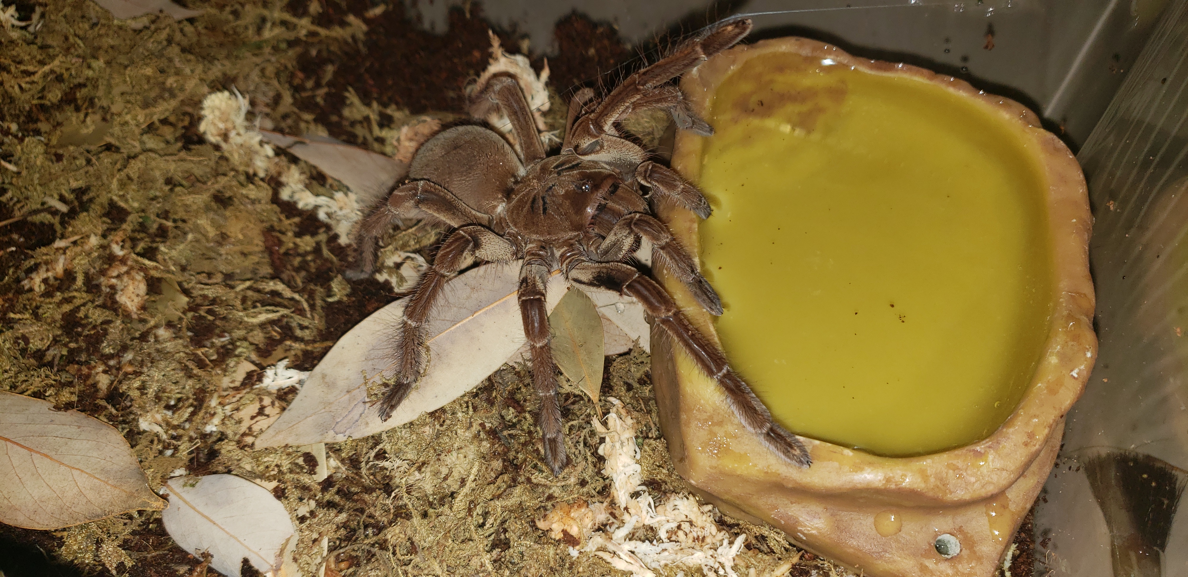 Female stirmi #2