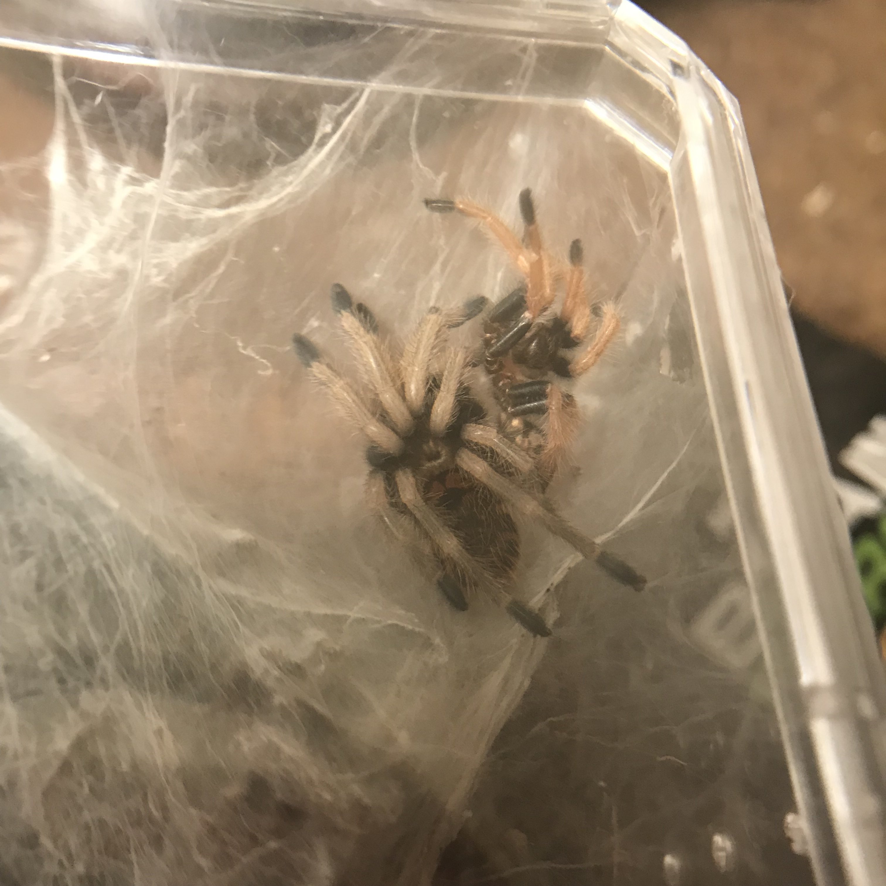 Finally molted!
