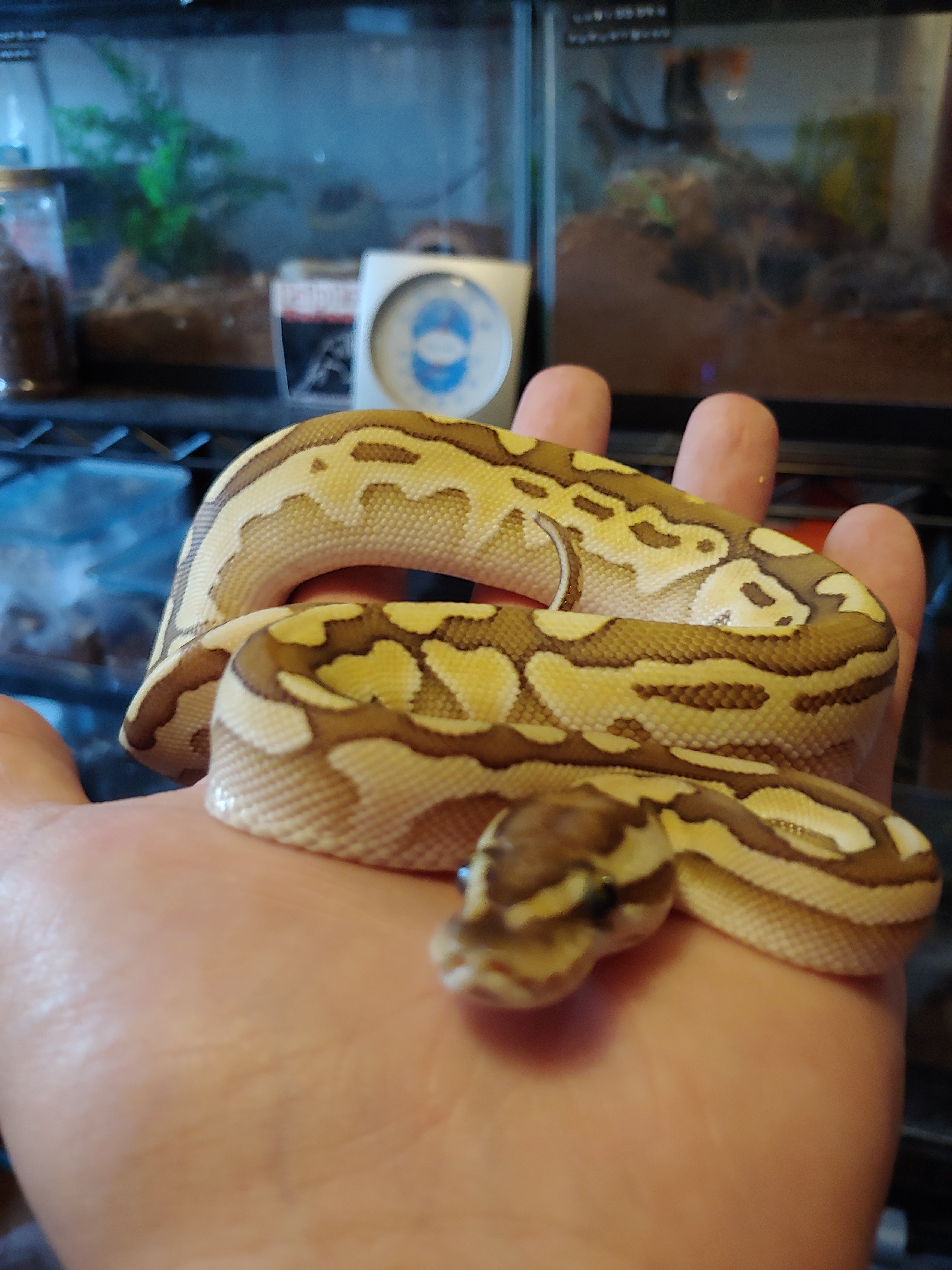 Finally shed!!!