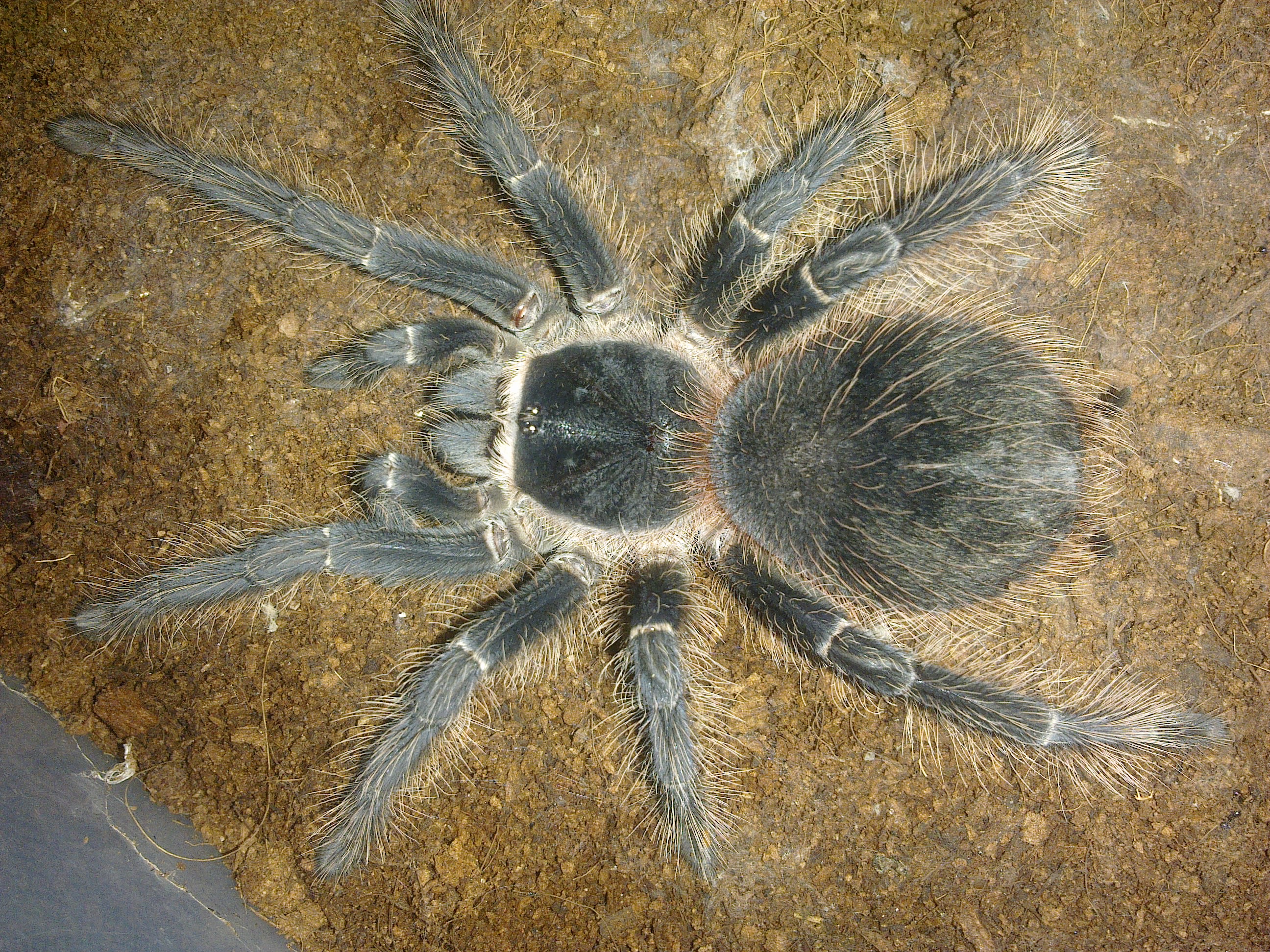 Fire red or Scarlet bird eating spider