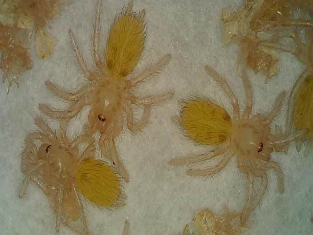 First instar close up