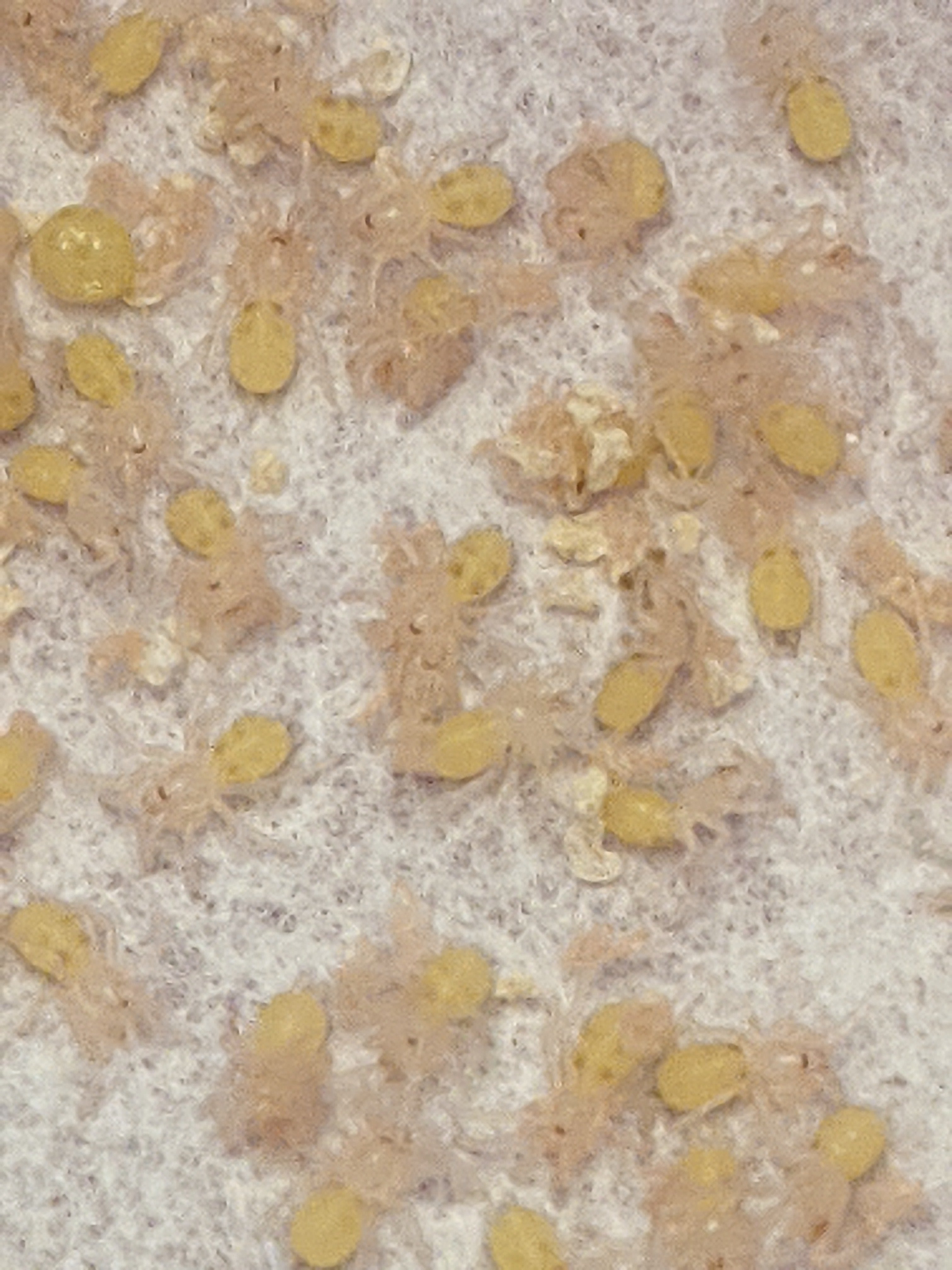 First instar pumpkin patch