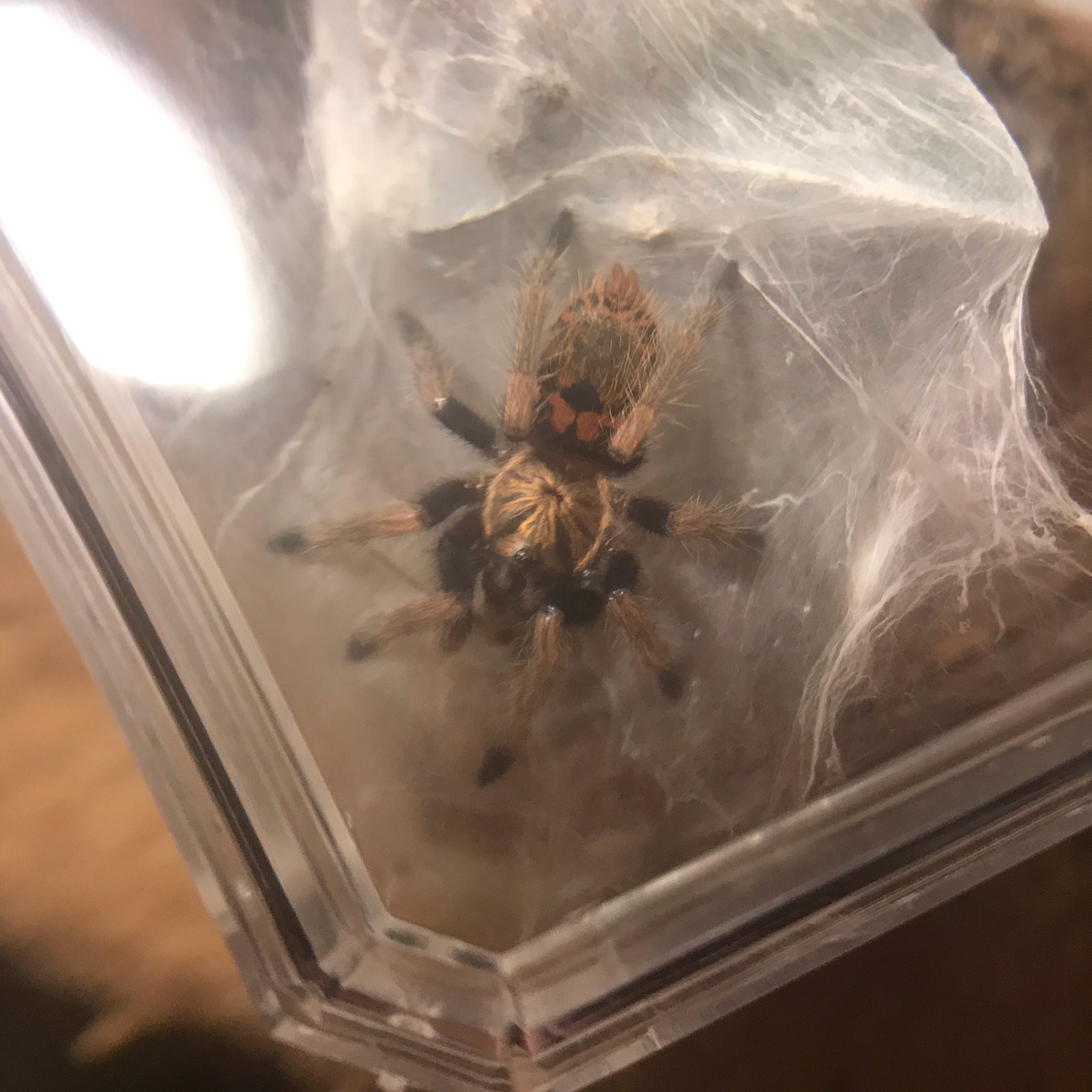 First meal after molt...