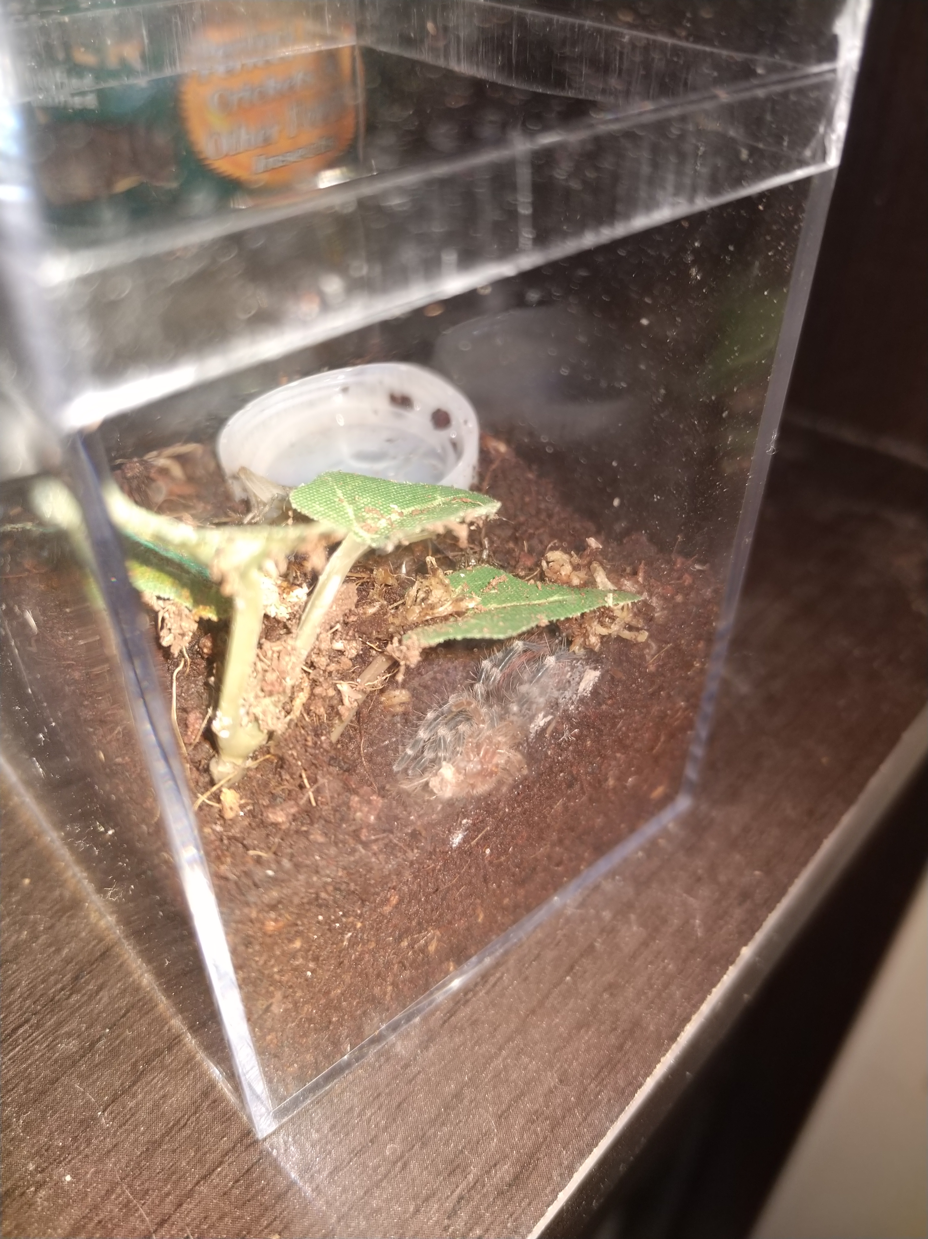 First molt