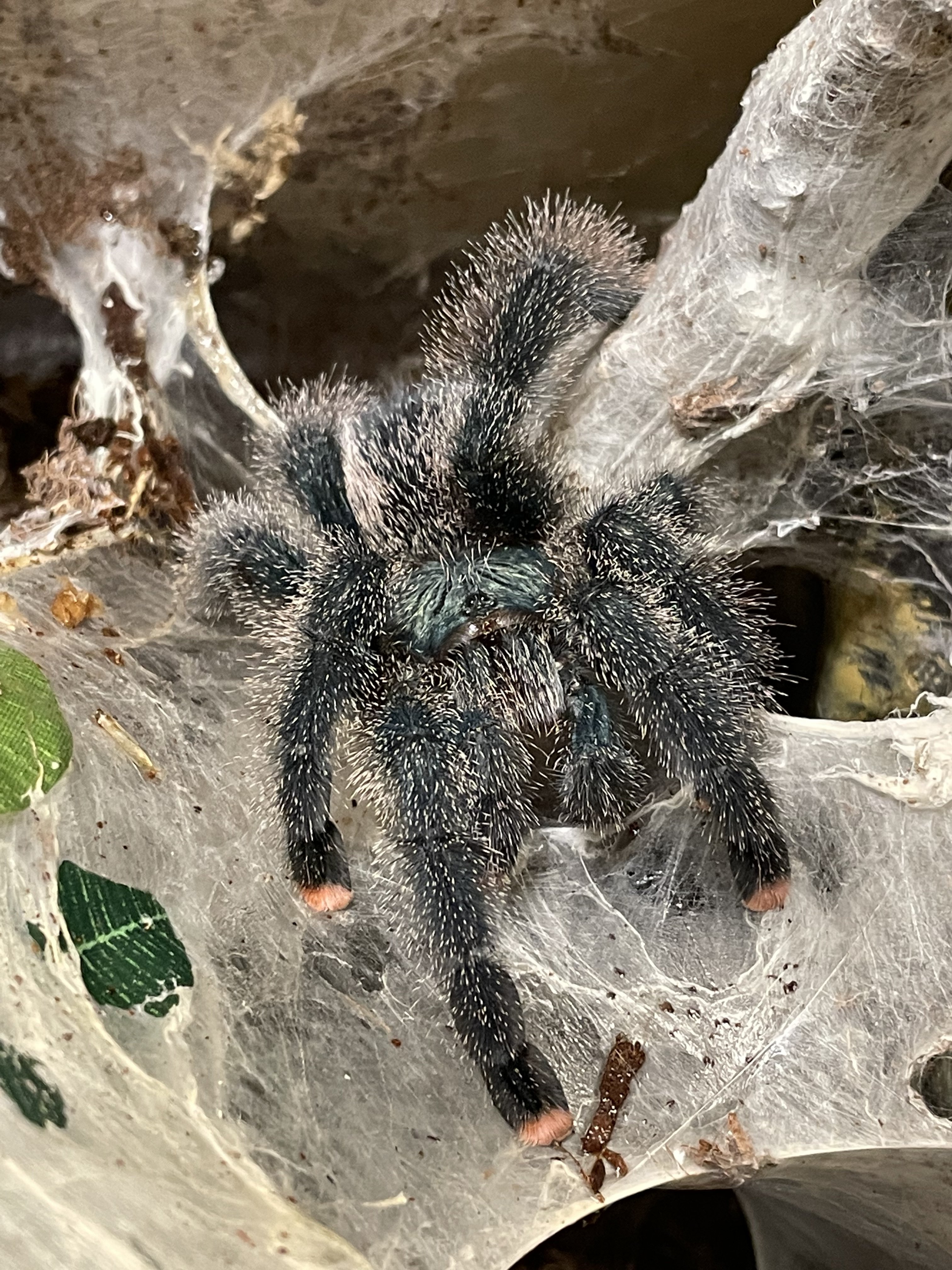 First T almost 3 years later