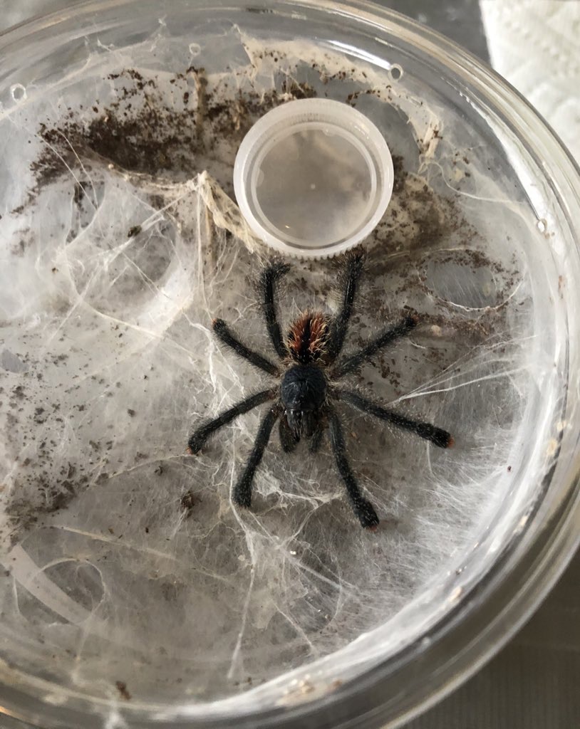 First T on adoption day