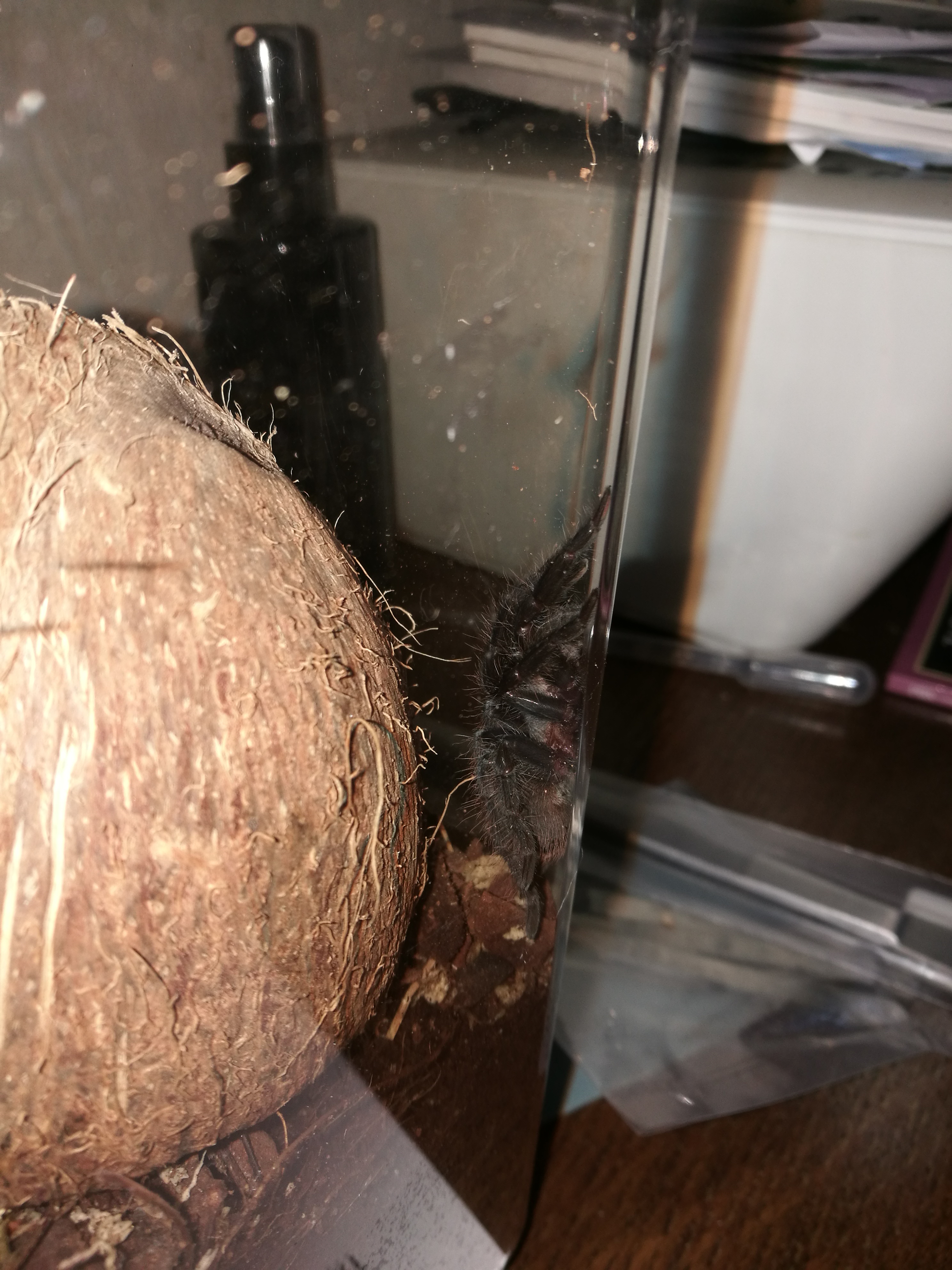 First tarantula and its amazing