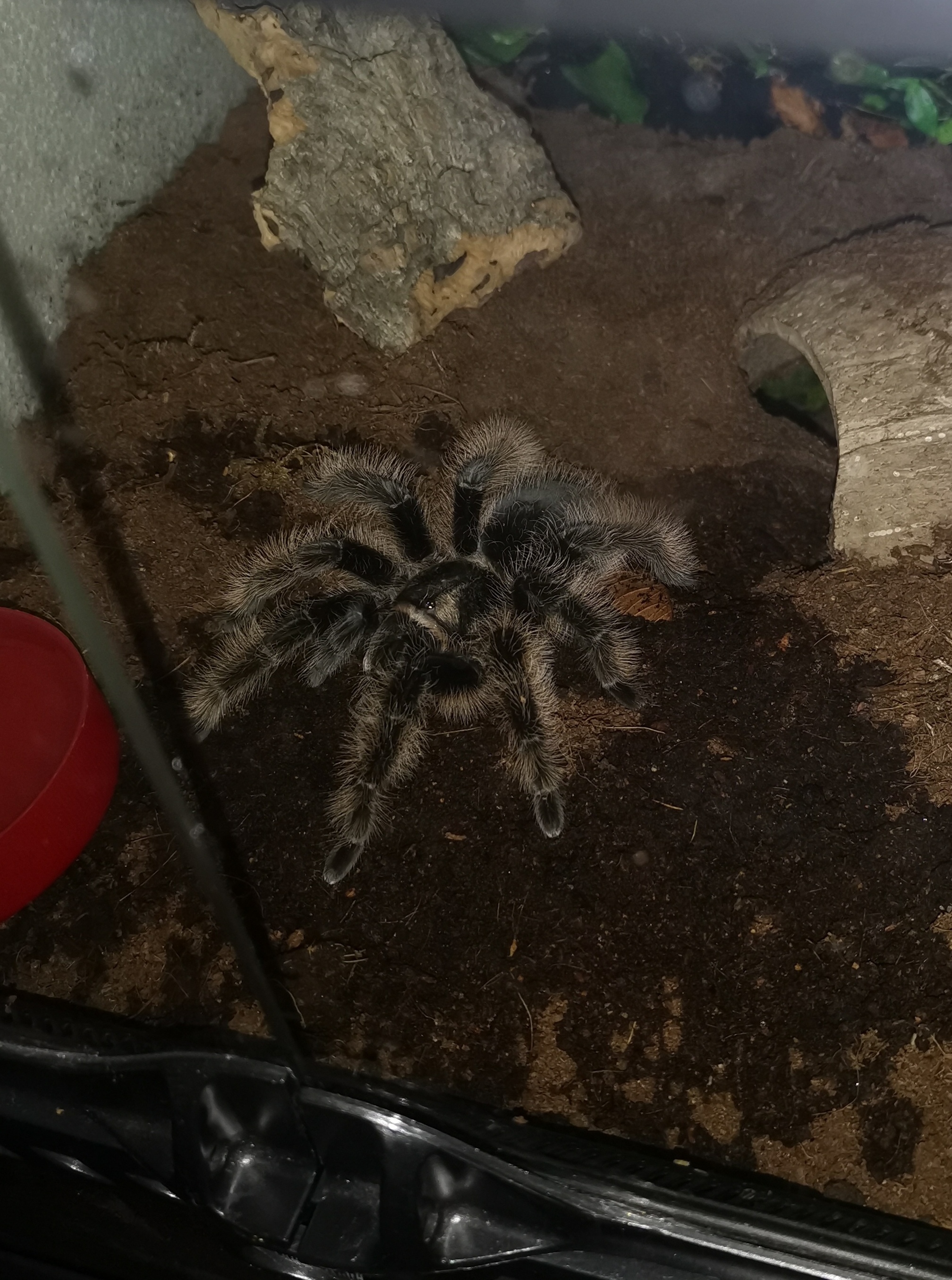Fluffy albopilosum