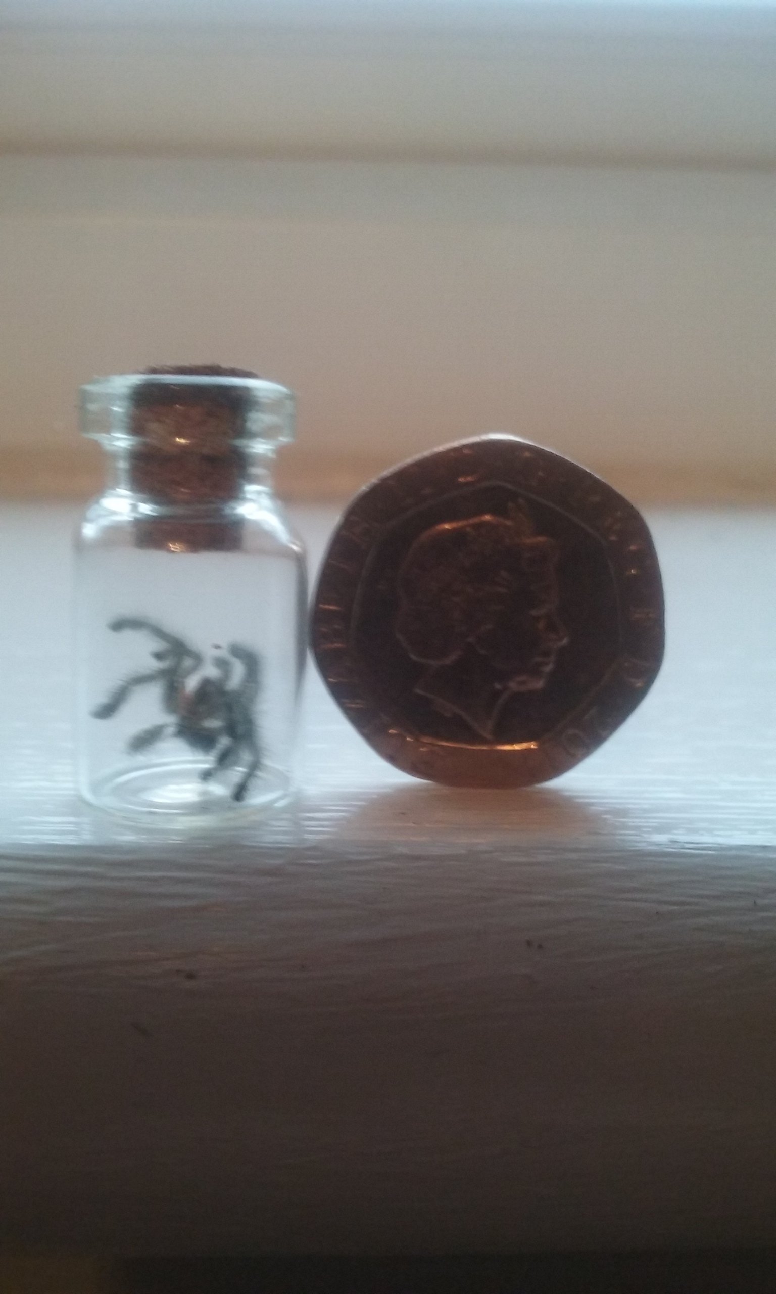 For those special 1st molt moments