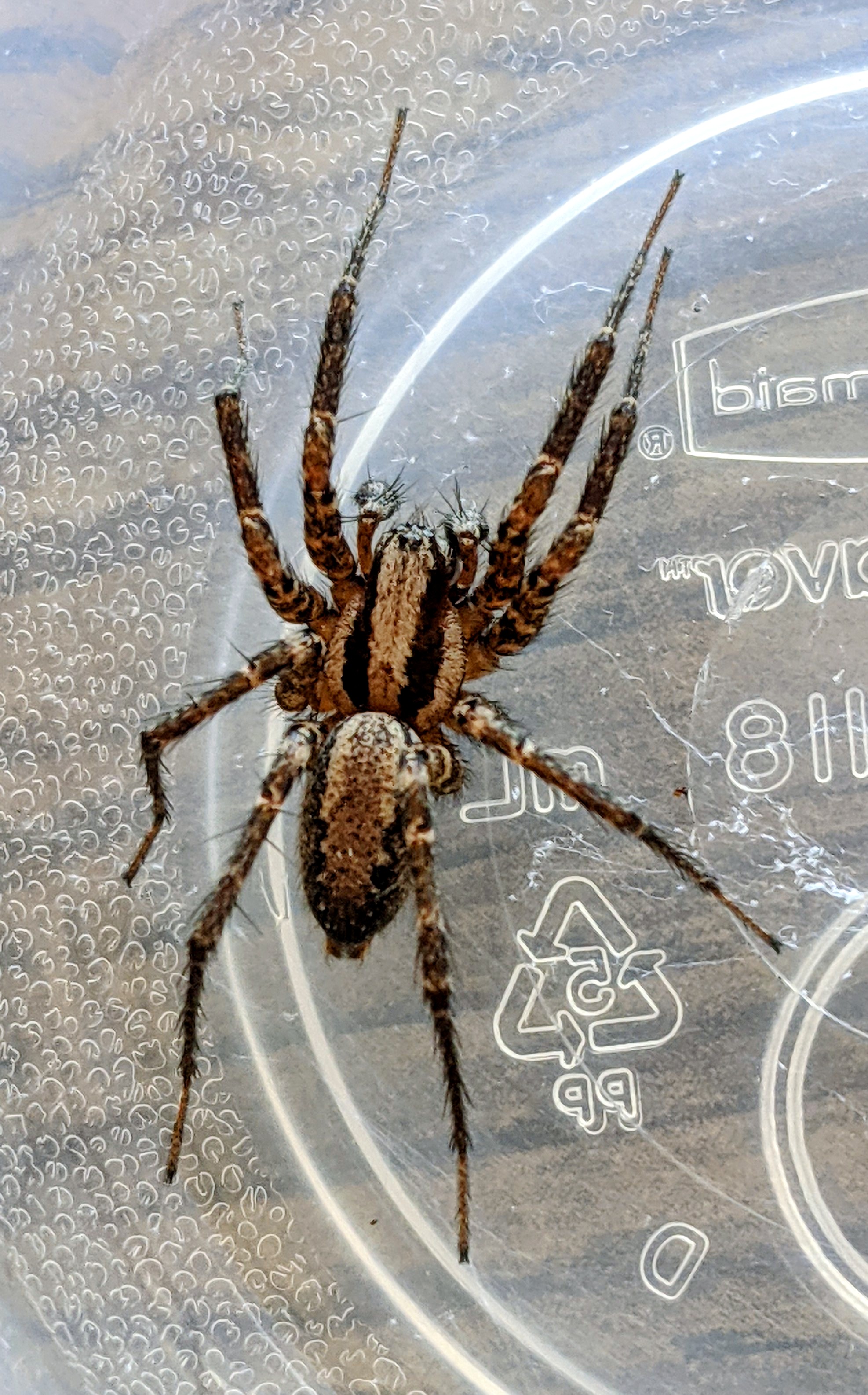 Found this fellow in the sink
