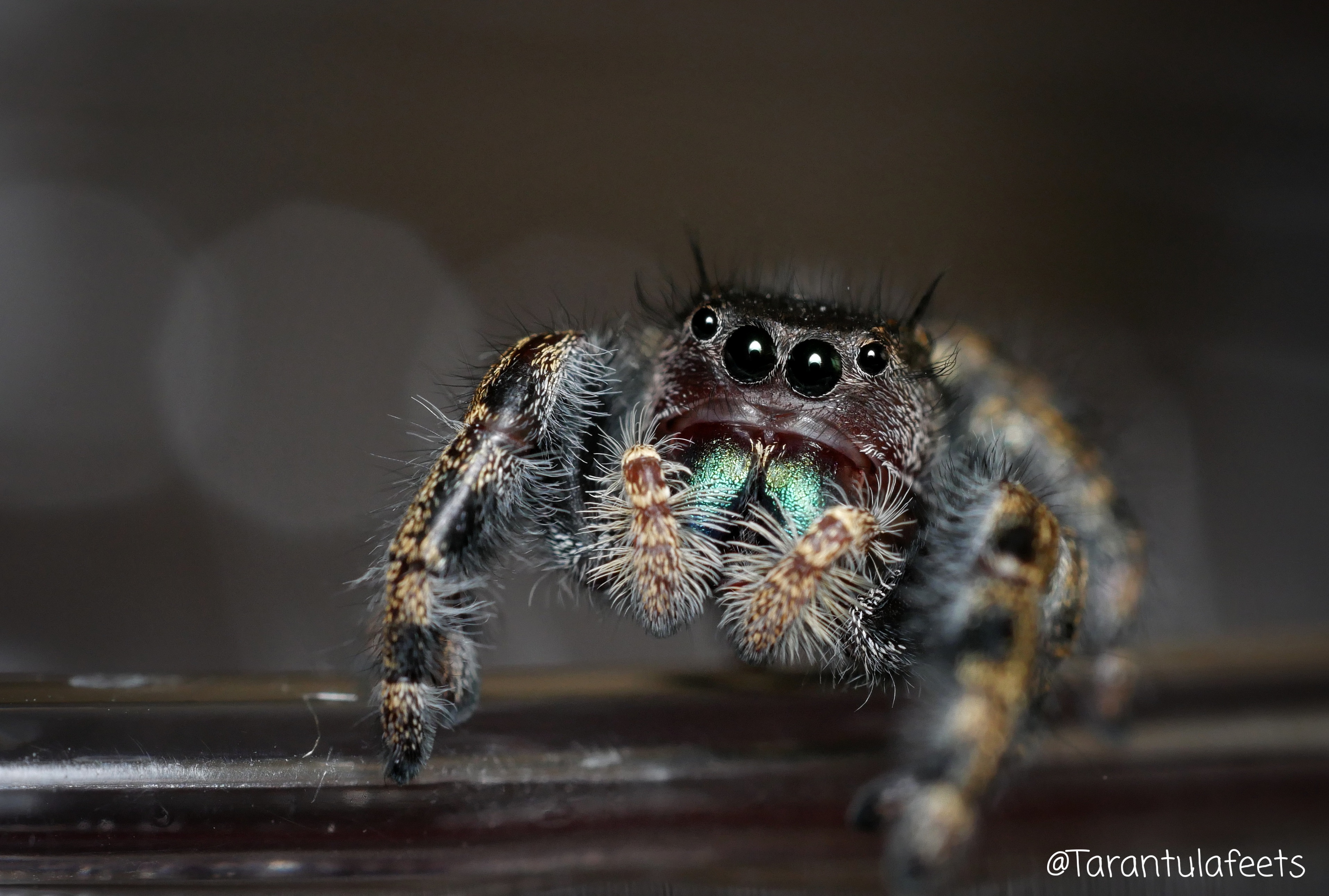 Found this guy in the car