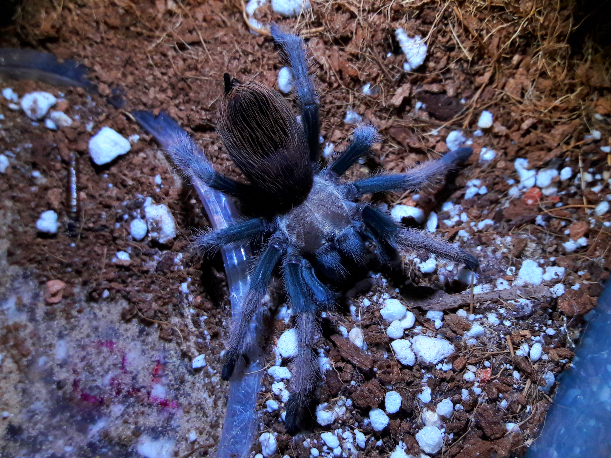 fresh molt