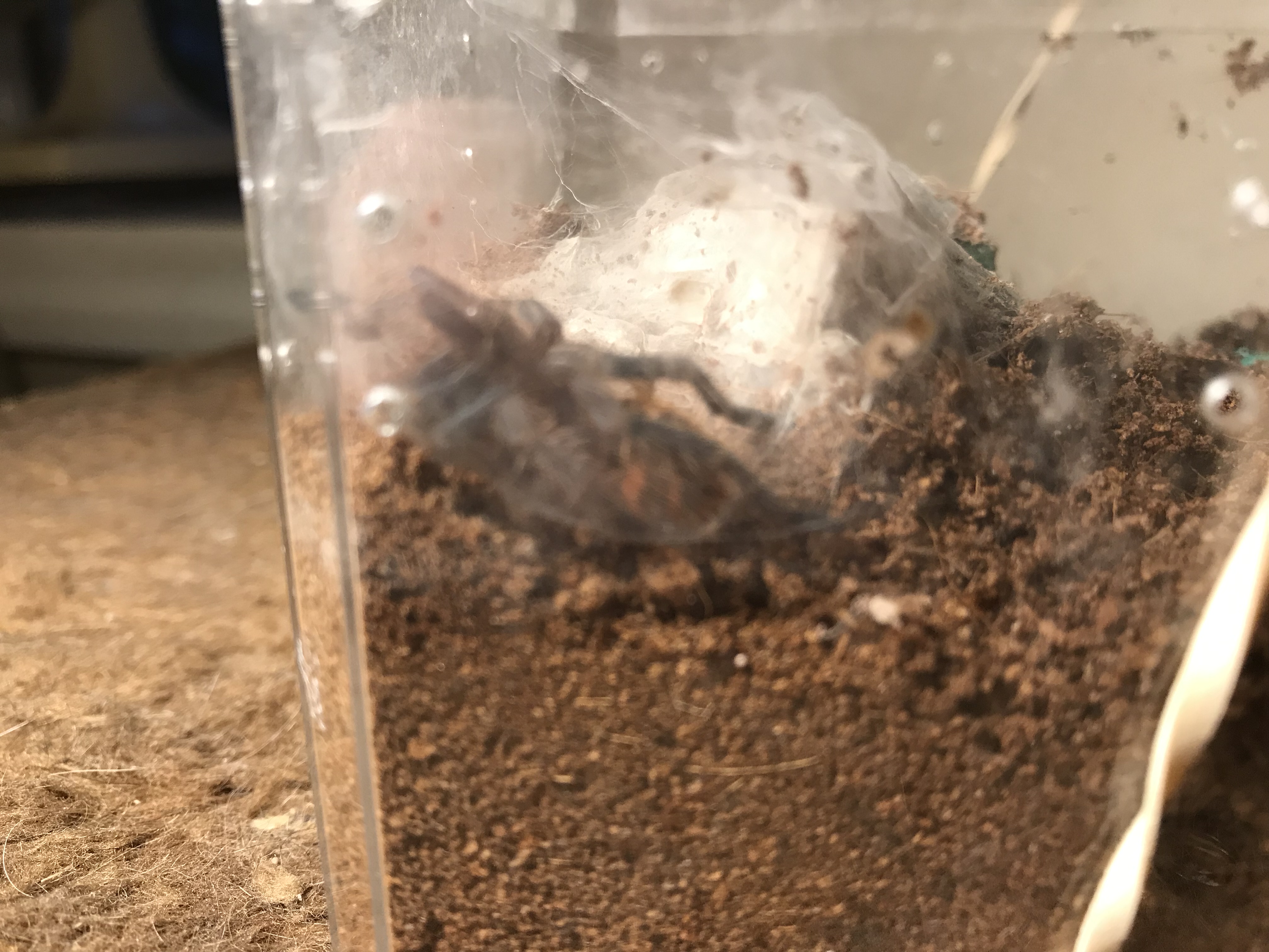Fresh molt