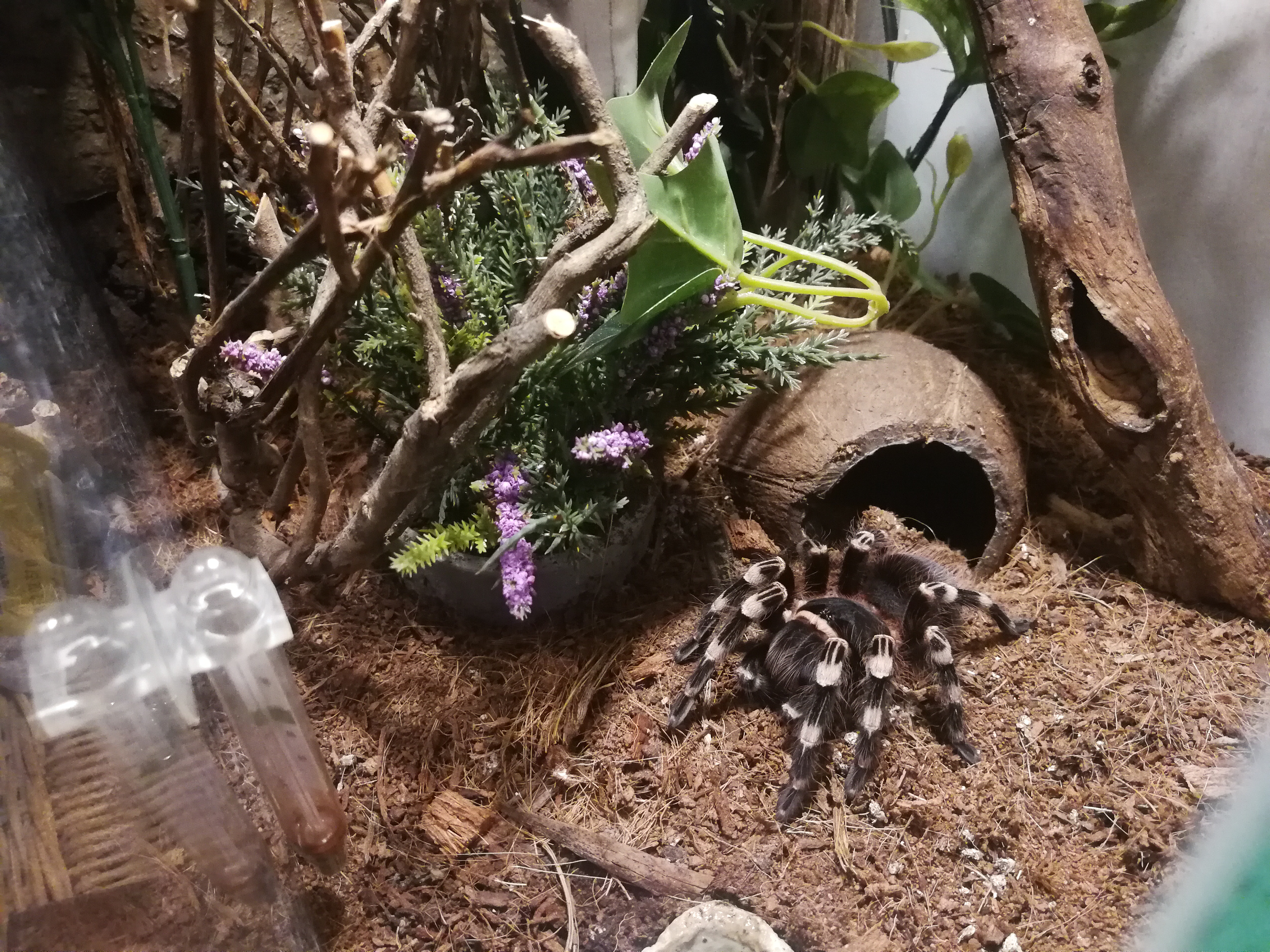 Freshly molted acanthoscurria geniculata.