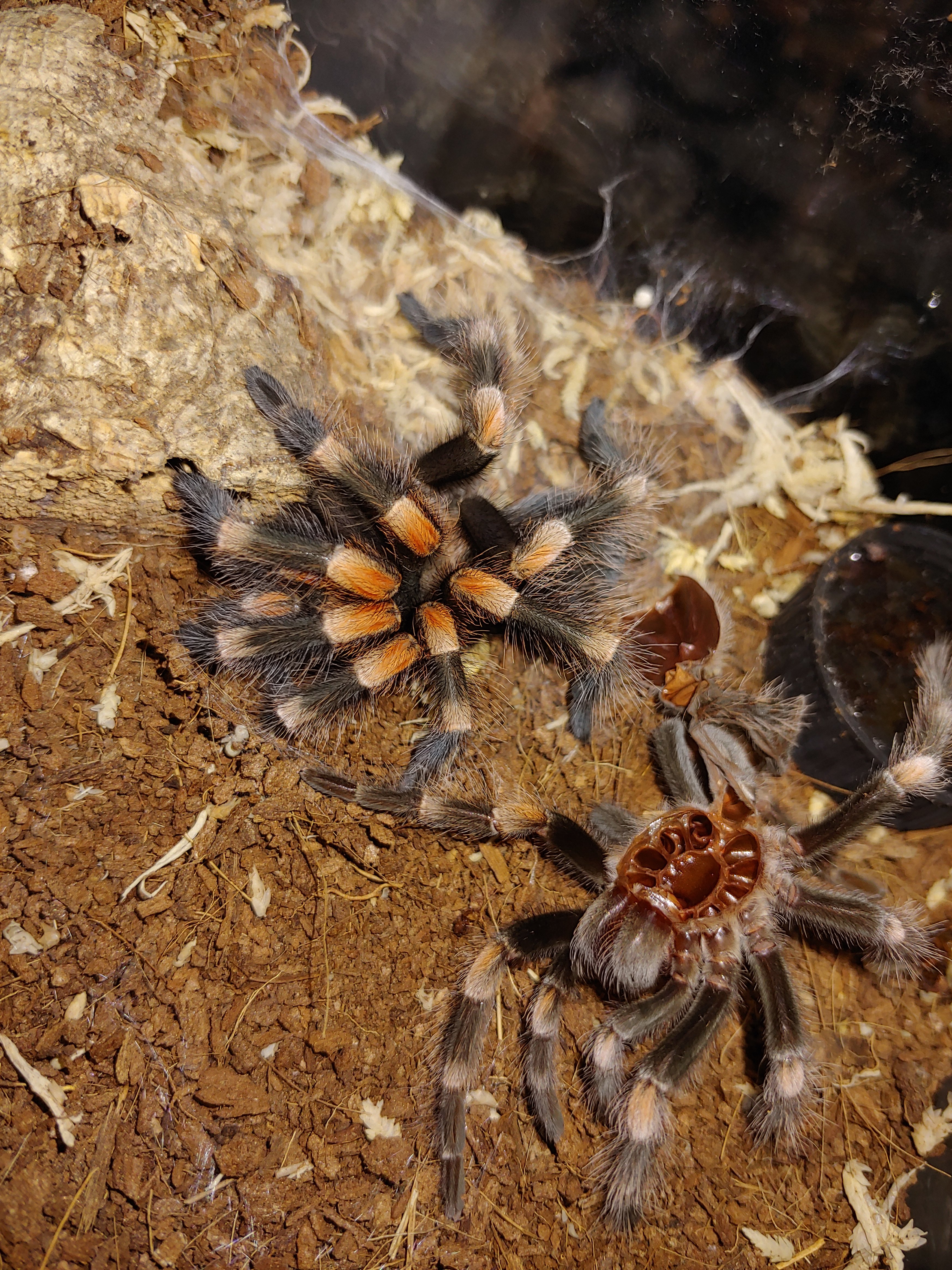 Freshly molted B.hamorii