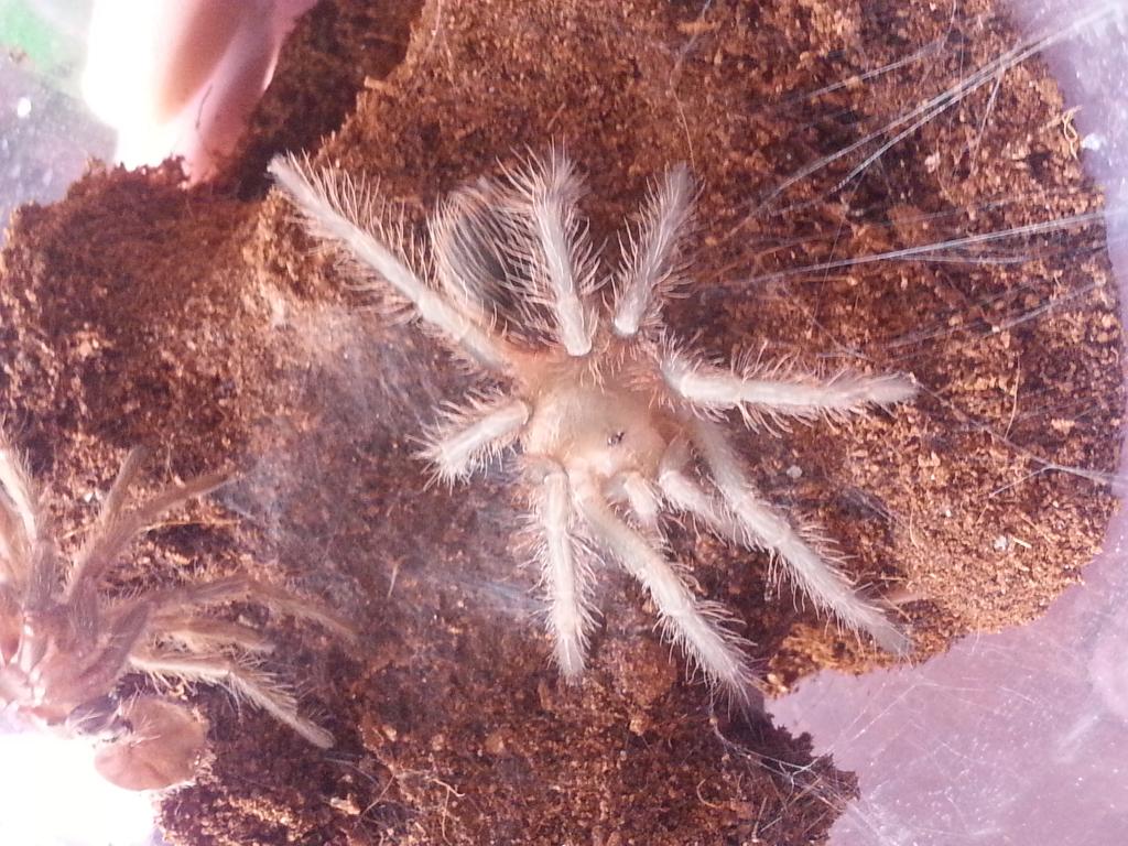 Freshly molted L. Difficilis
