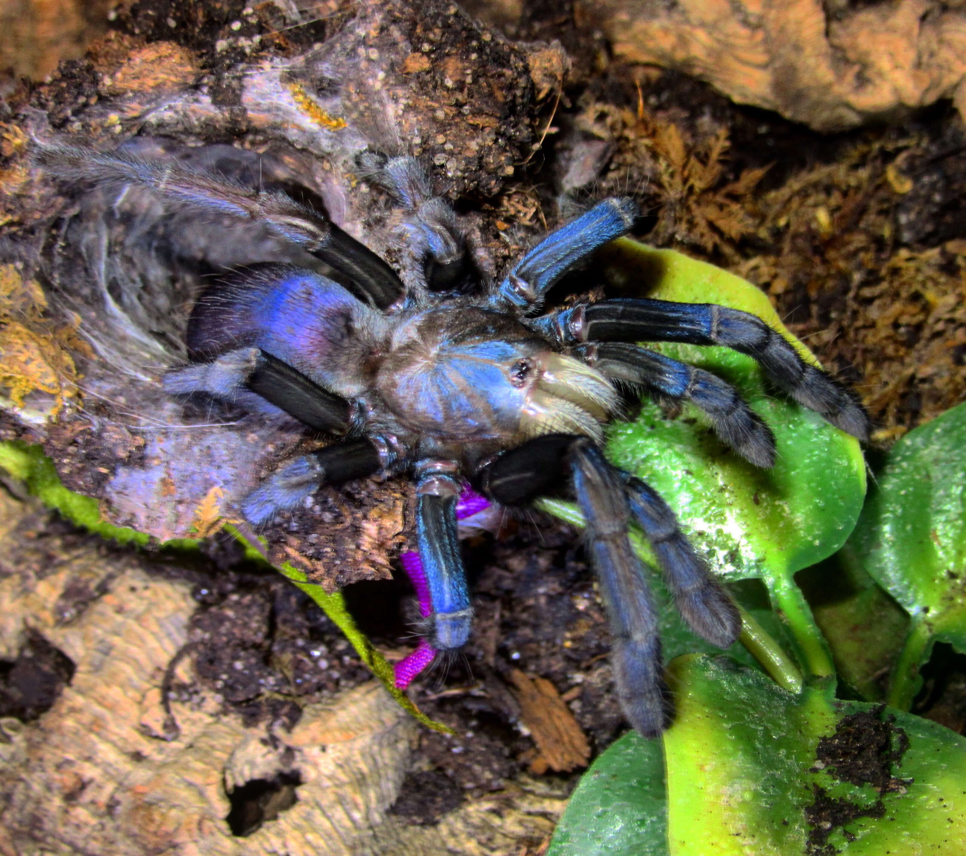 Freshly molted MF T. psych.
