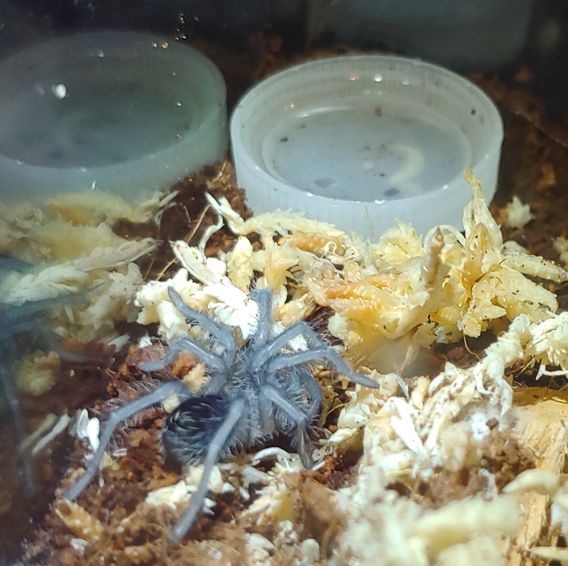 Freshly molted p.cancerides