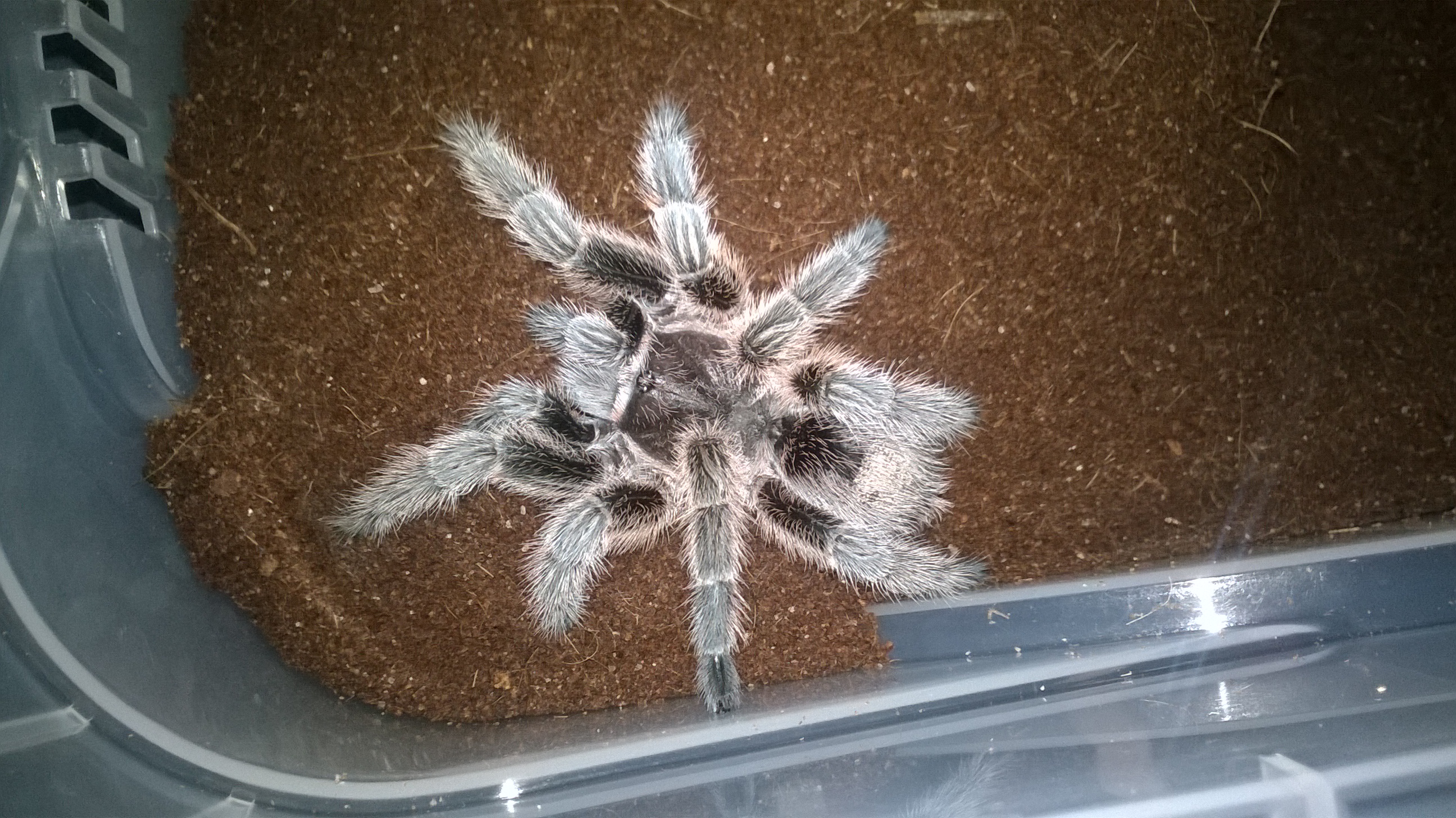 Freshly Molted SAF G Porteri