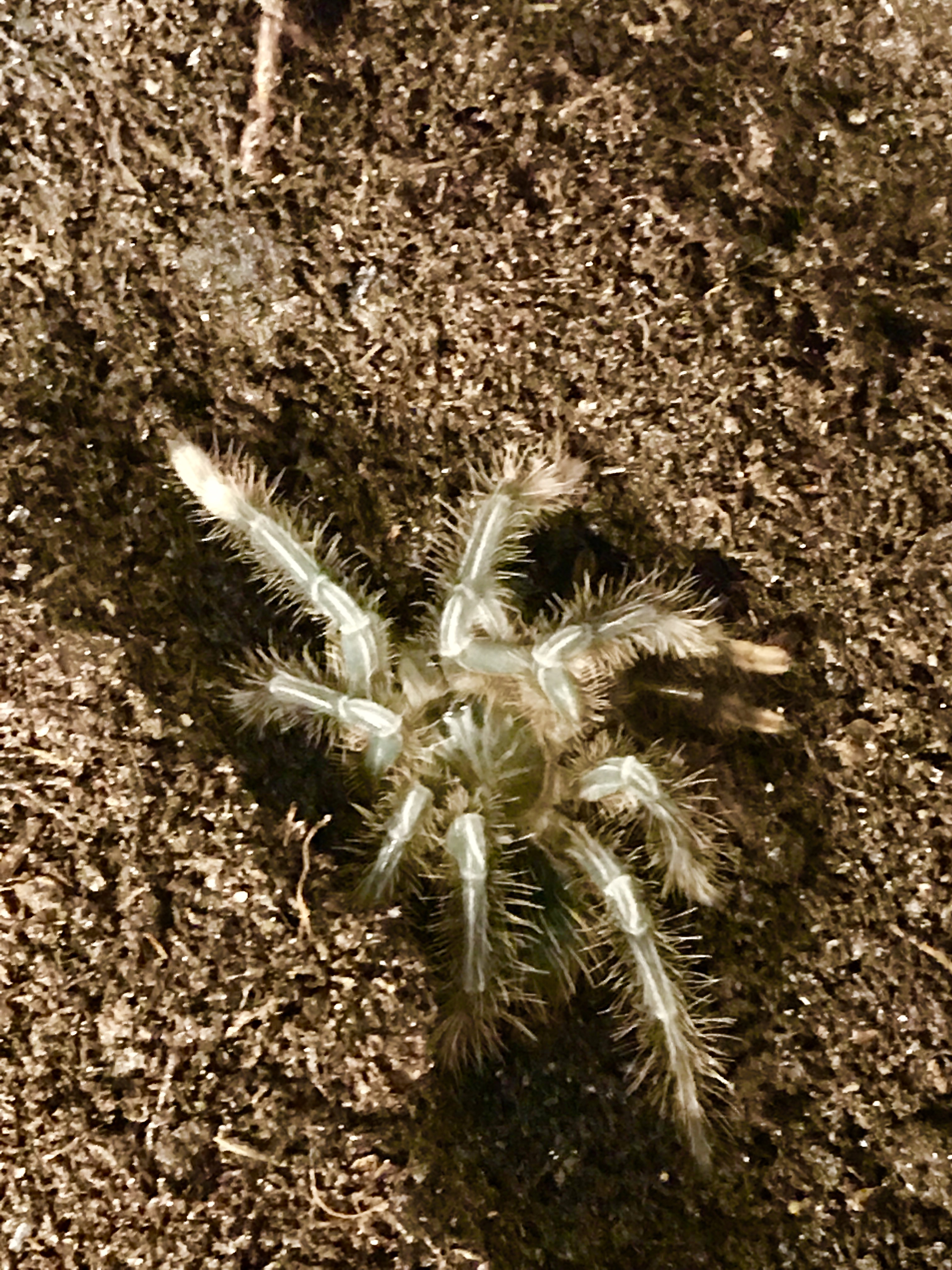 Freshly molted!