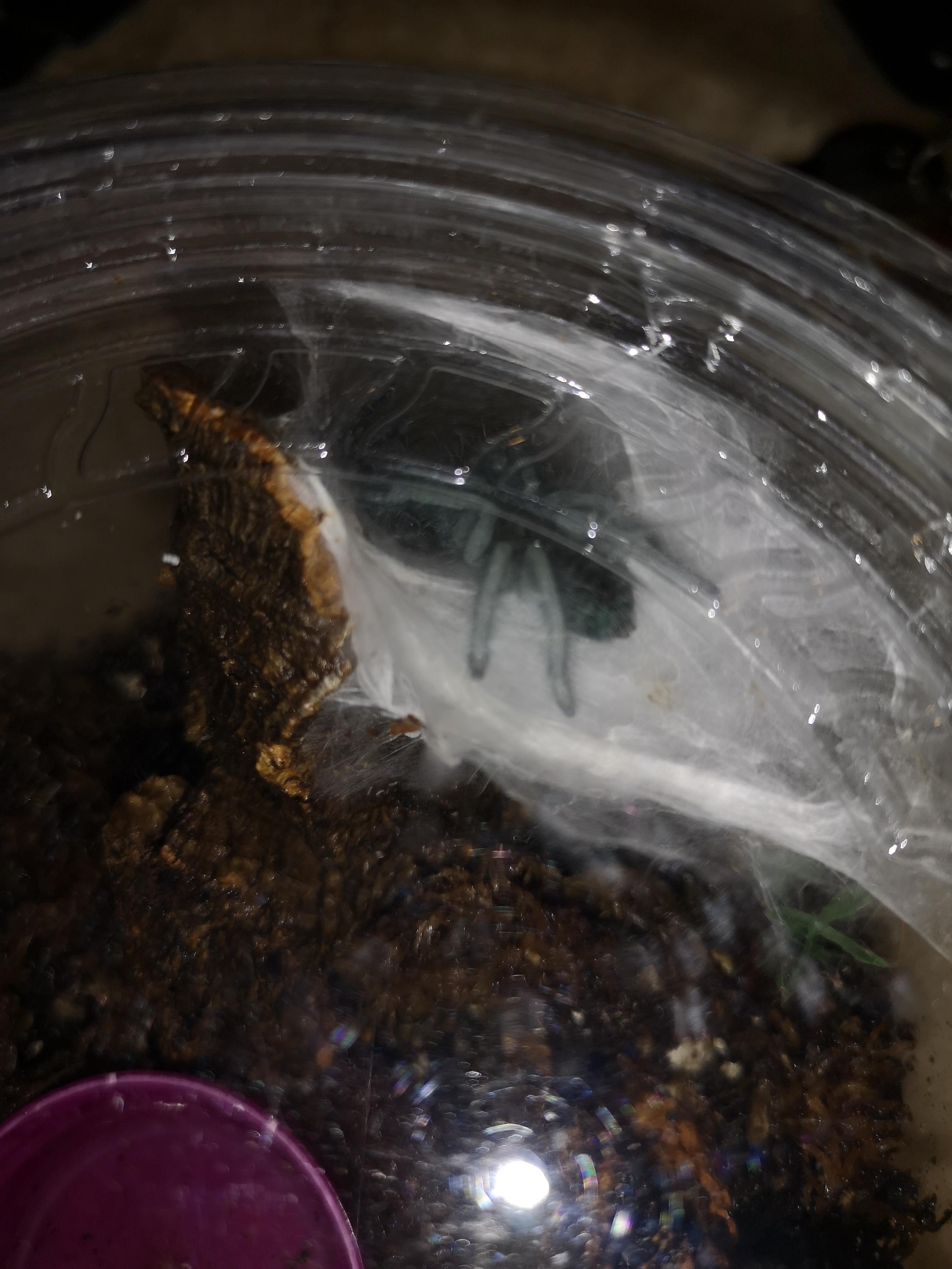 Freshly molted!