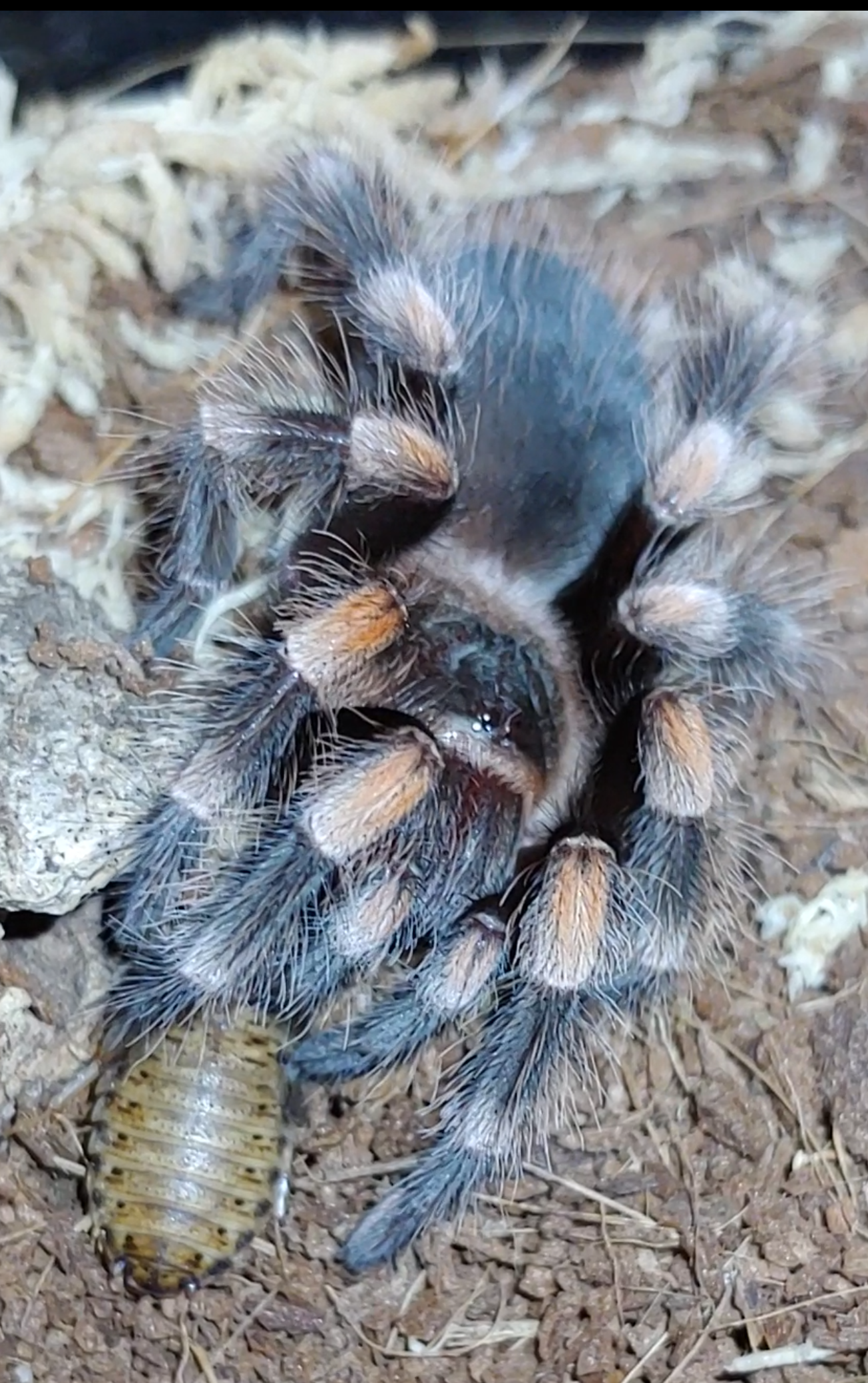 Friday night munching.