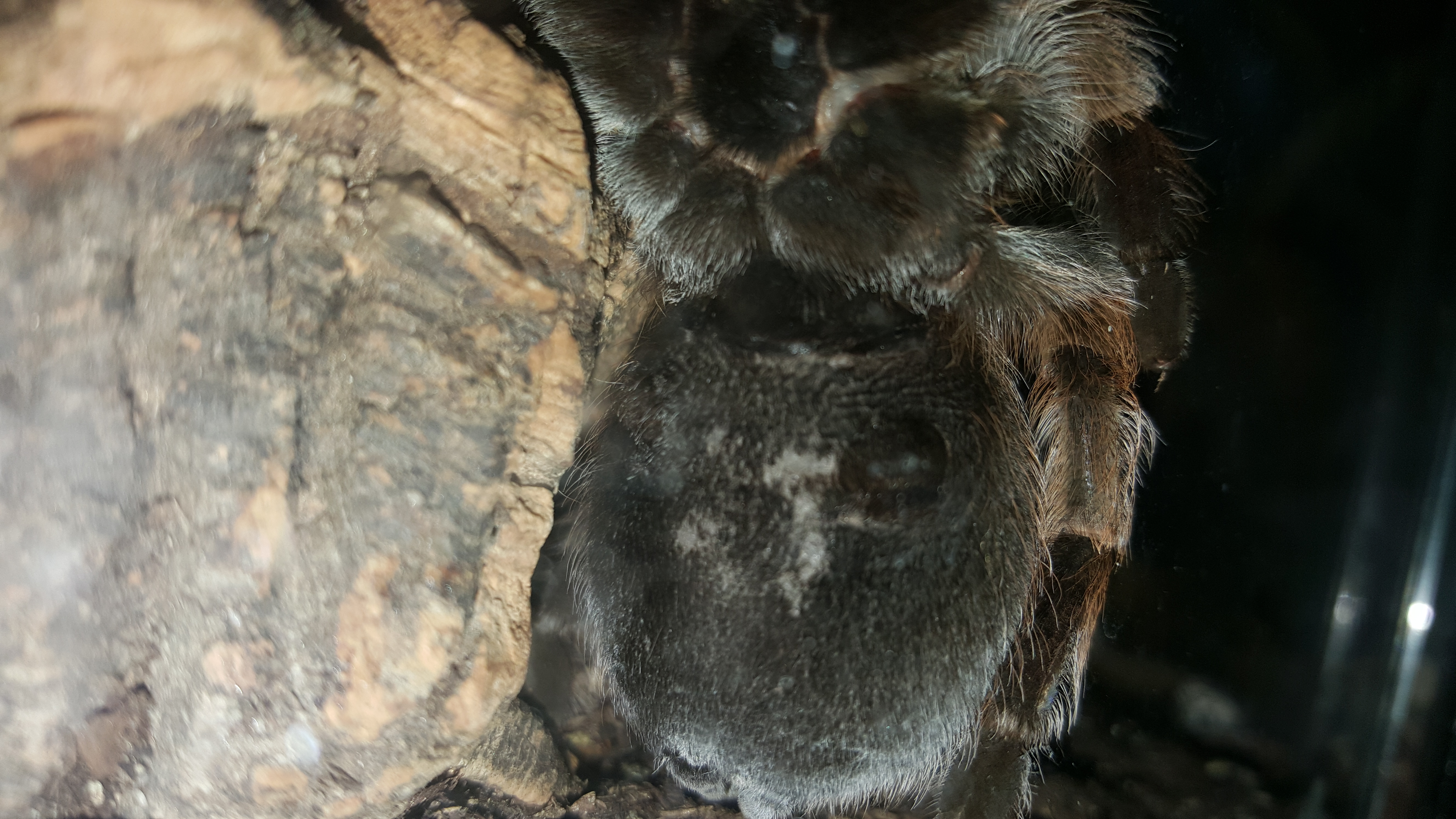 Further Attempts Resulted in Hair Kicks