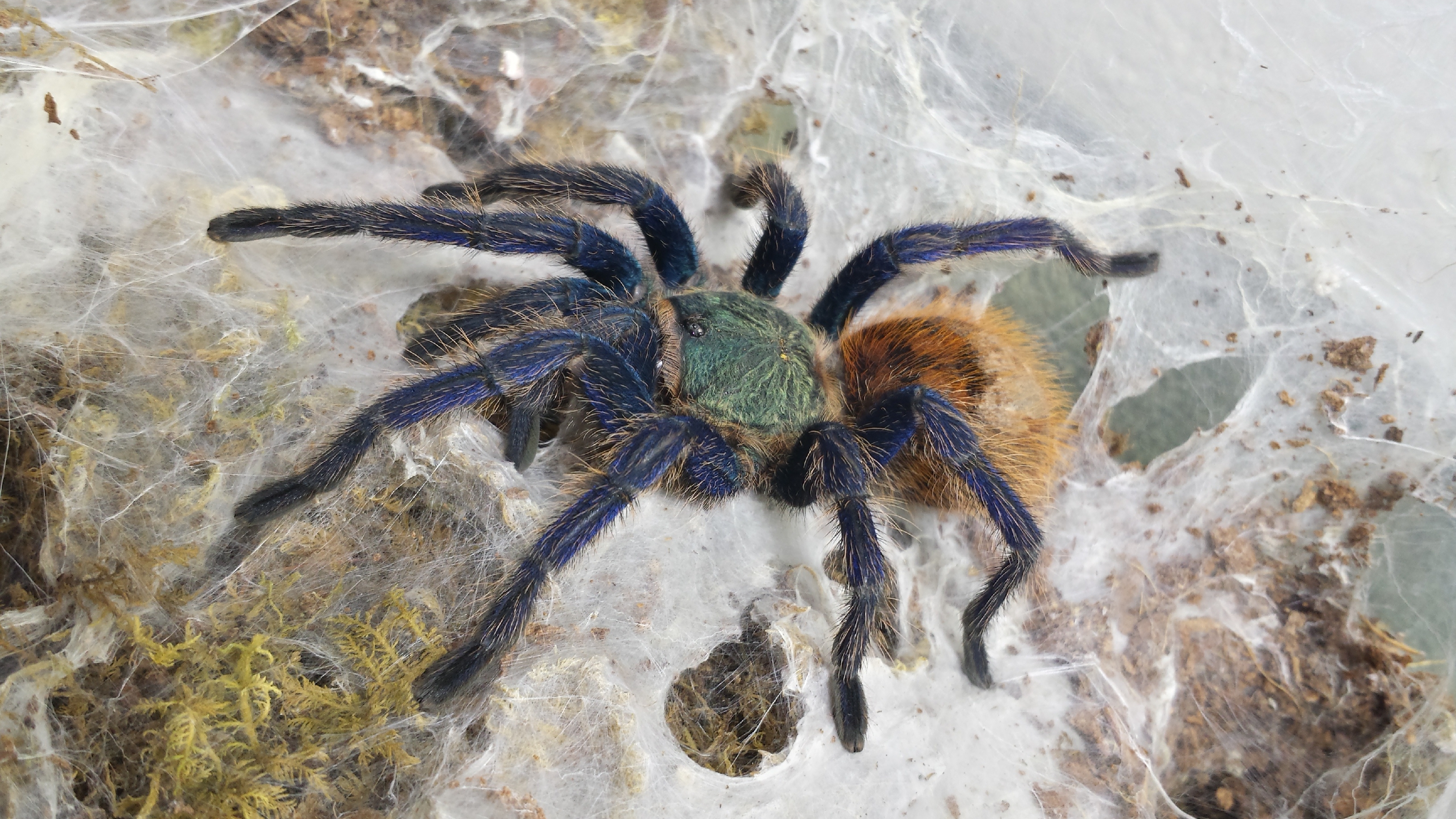 G.B.B. Tarantula feeding episode 2 Images