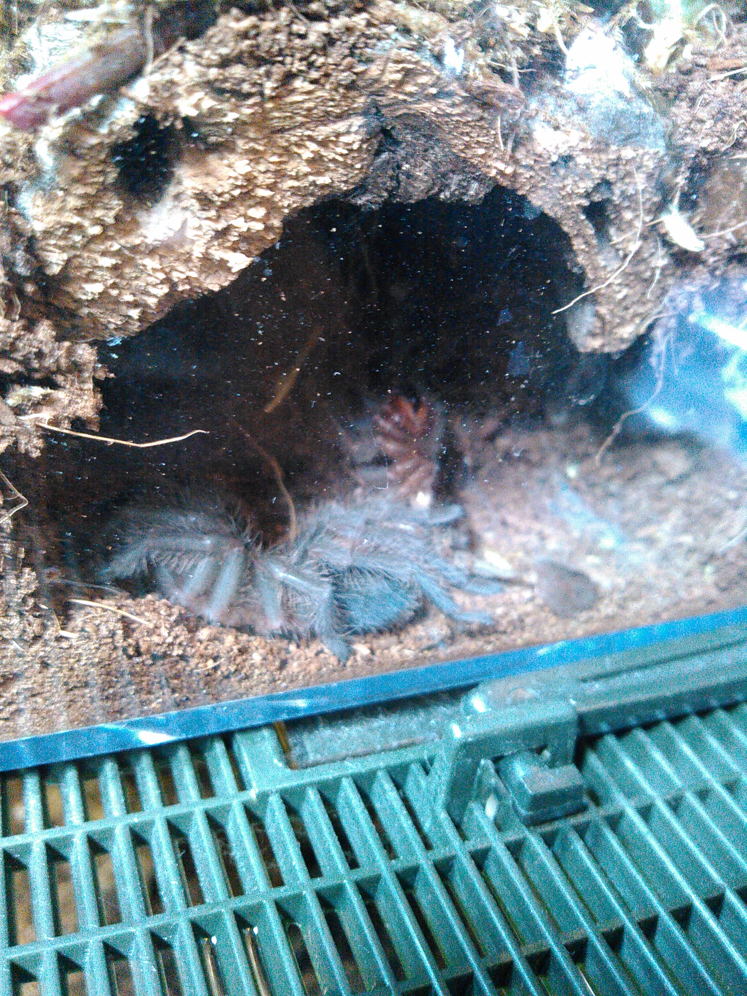 G.pulchra freshly molted