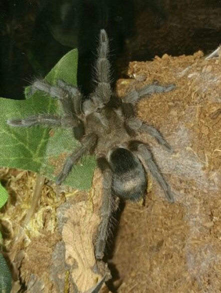 G.pulchra freshly molted.