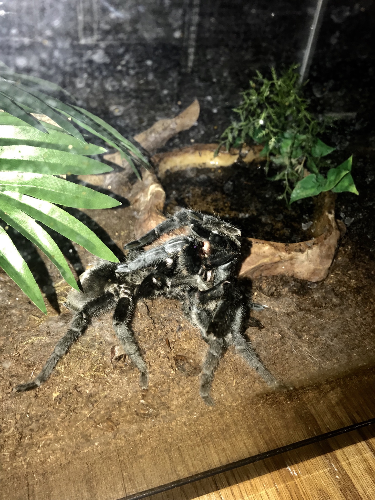 G. pulchra.jpeg