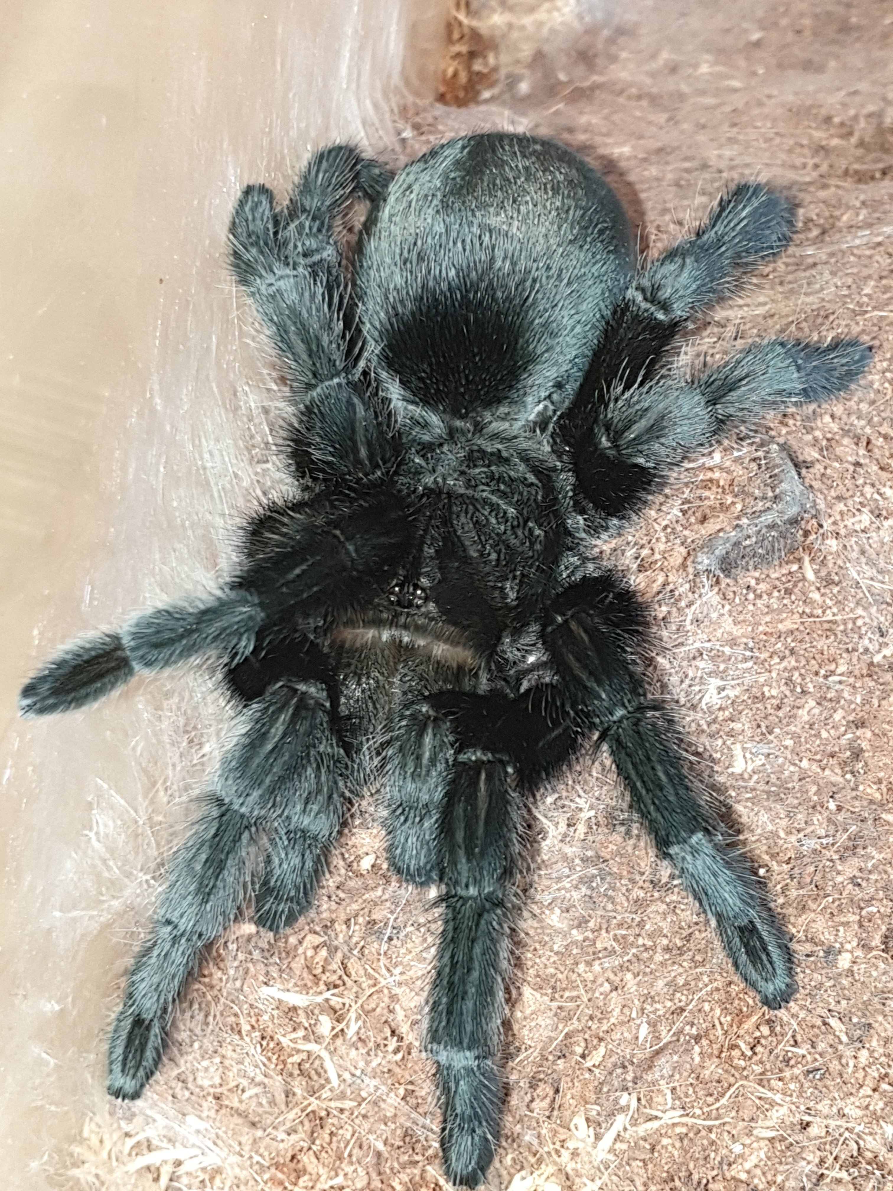 G Pulchra (Juvie)