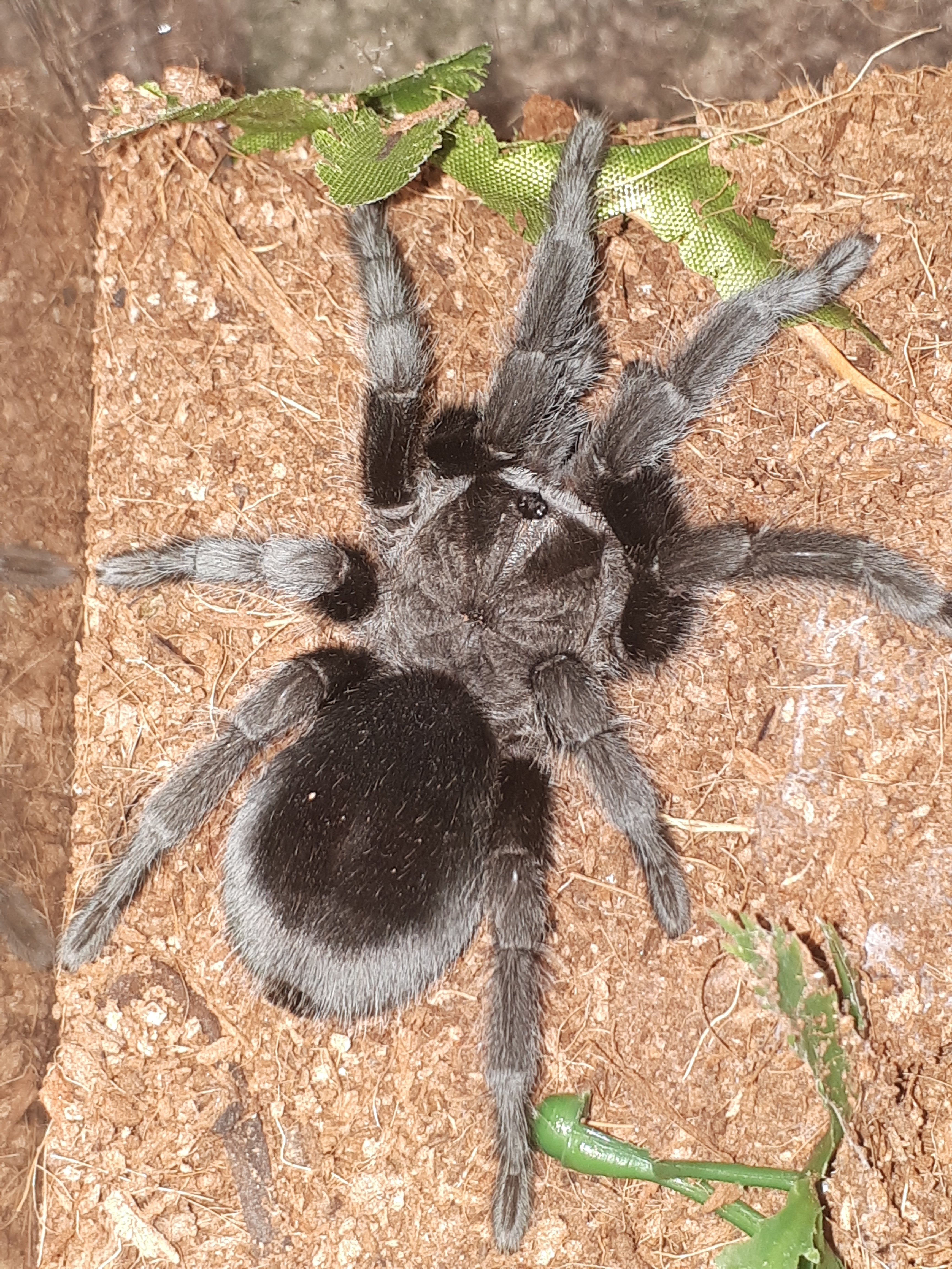 G pulchra (large juvenile)