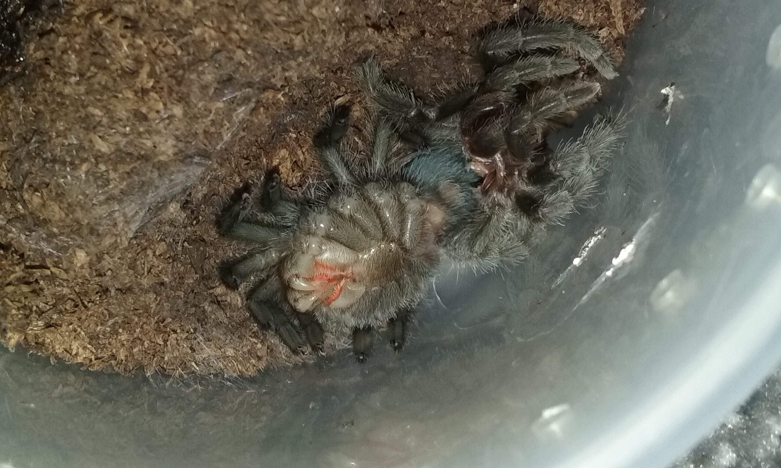 G. Pulchra  moulting