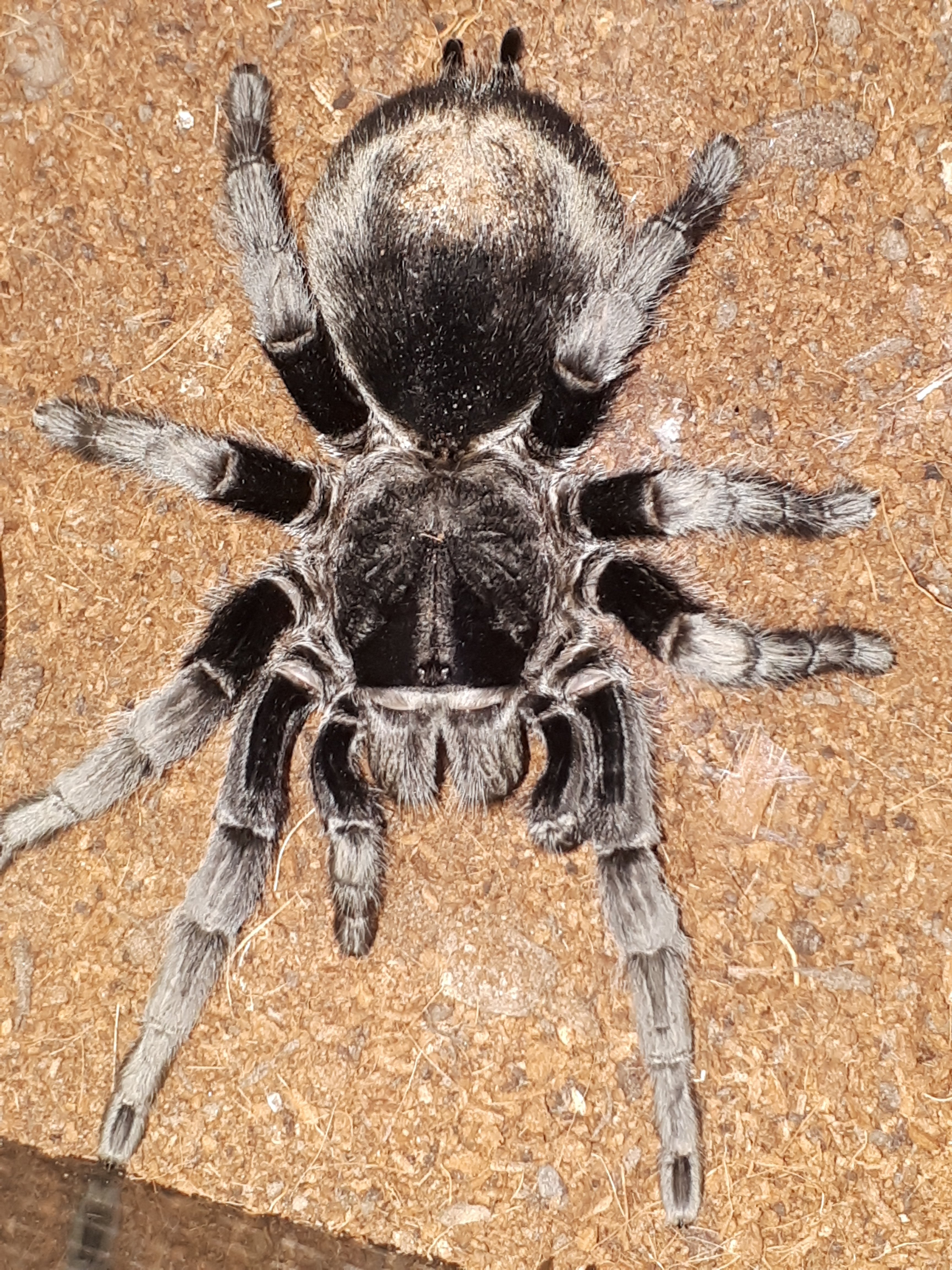 G pulchra
