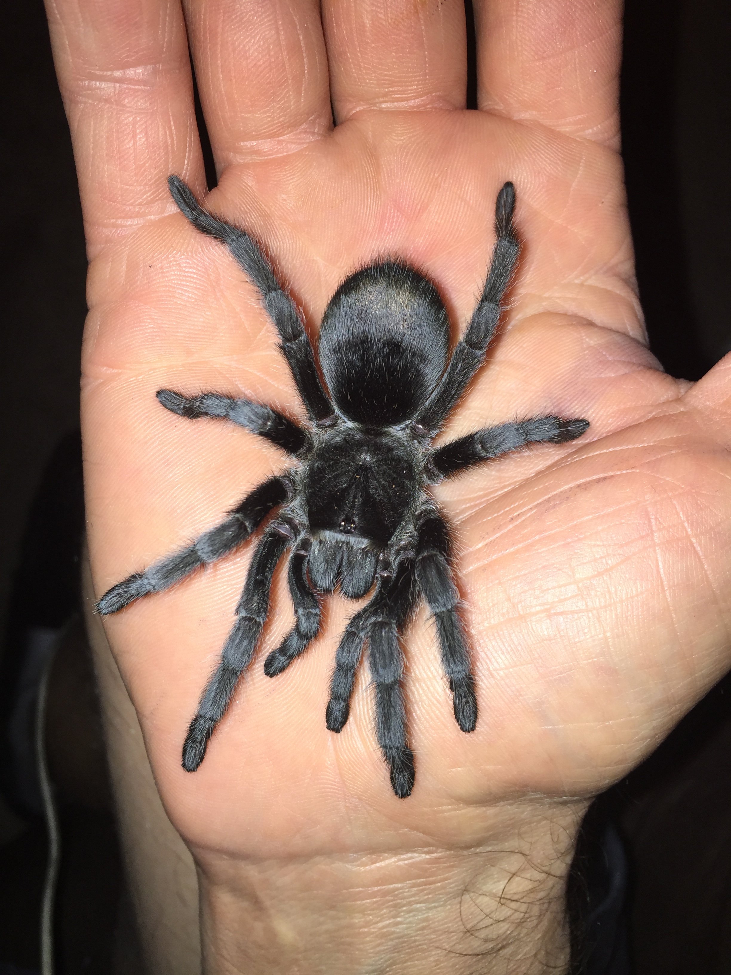 G pulchra