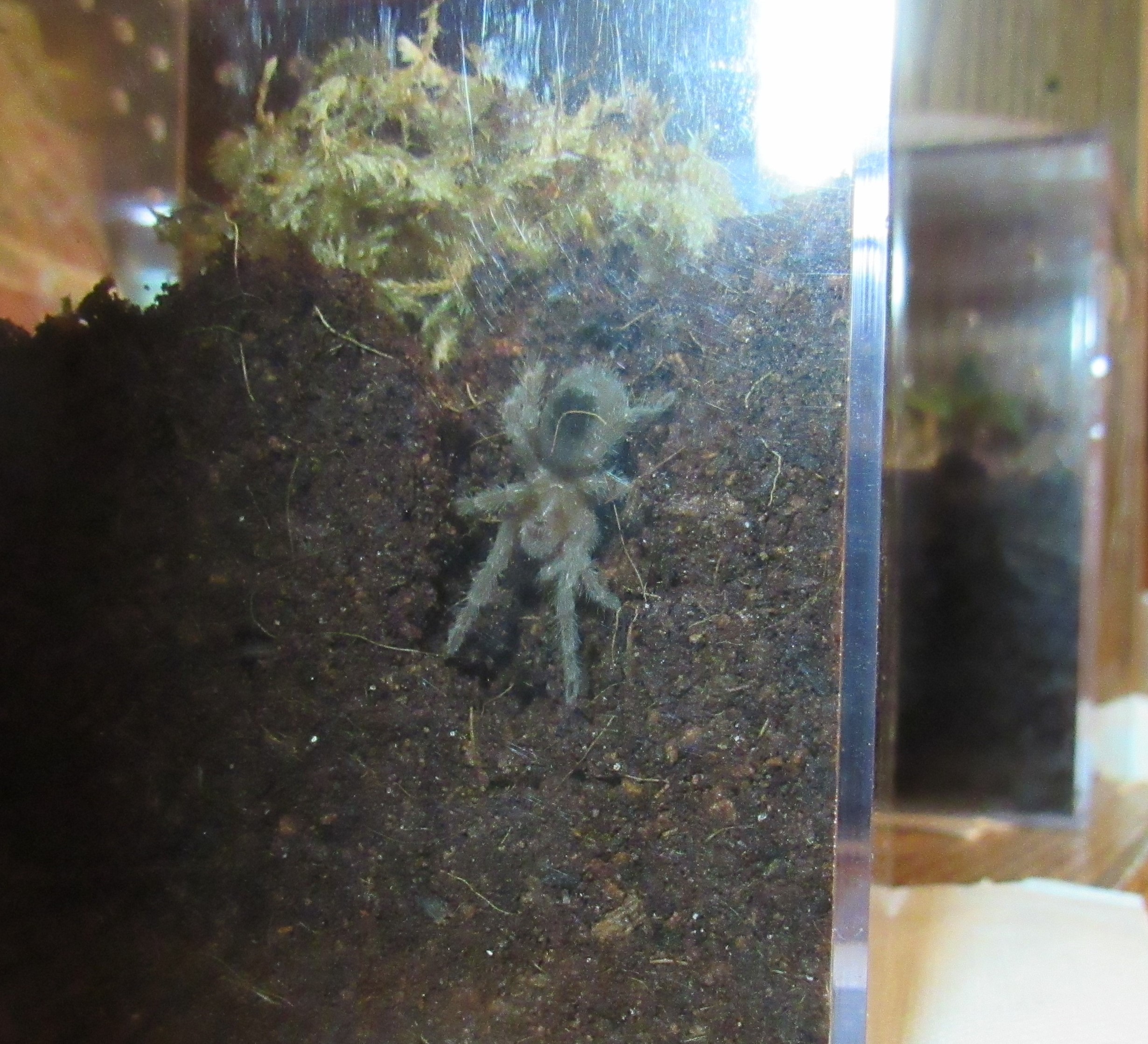 g.pulchra5