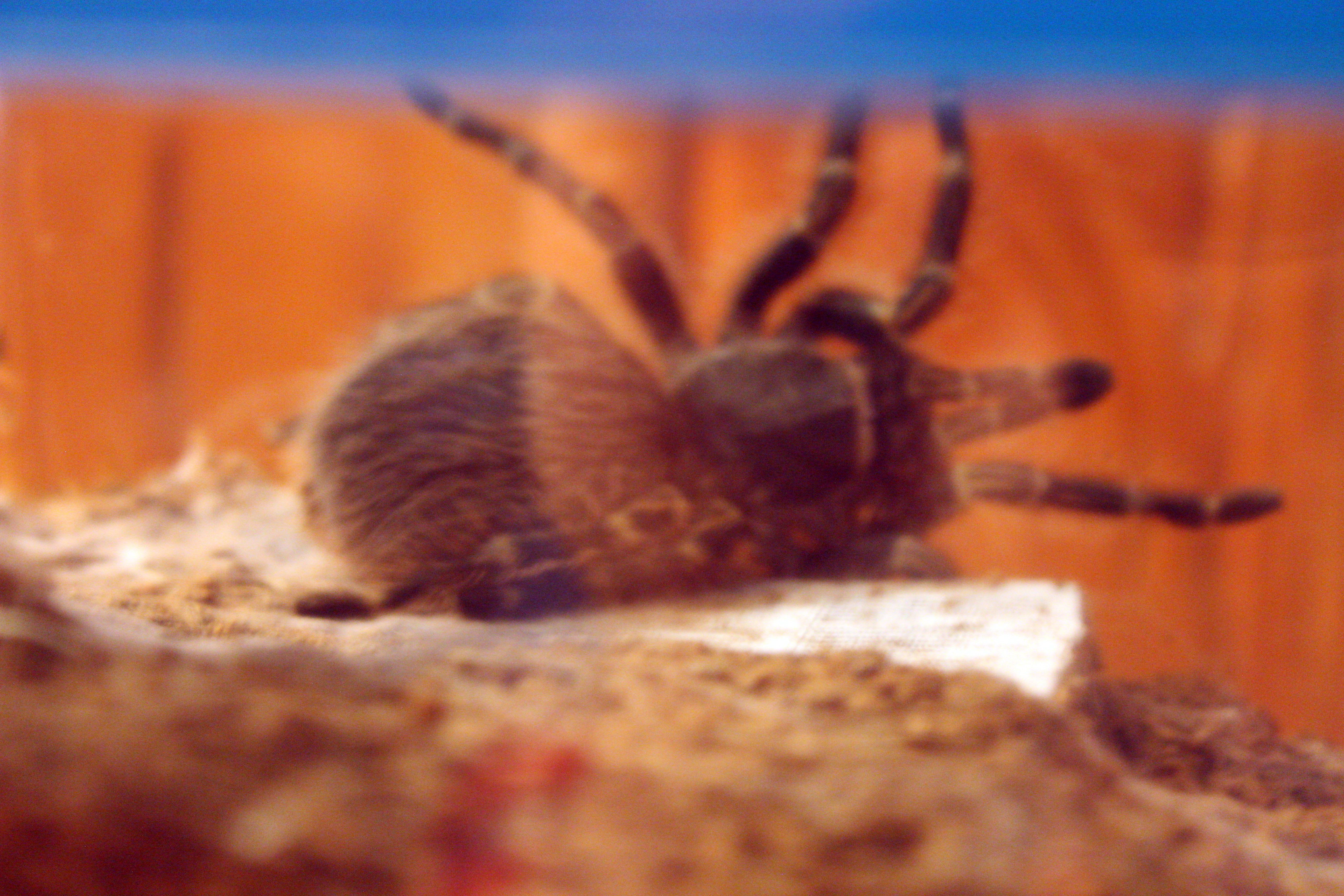 G. Pulchripes, about to flip.
