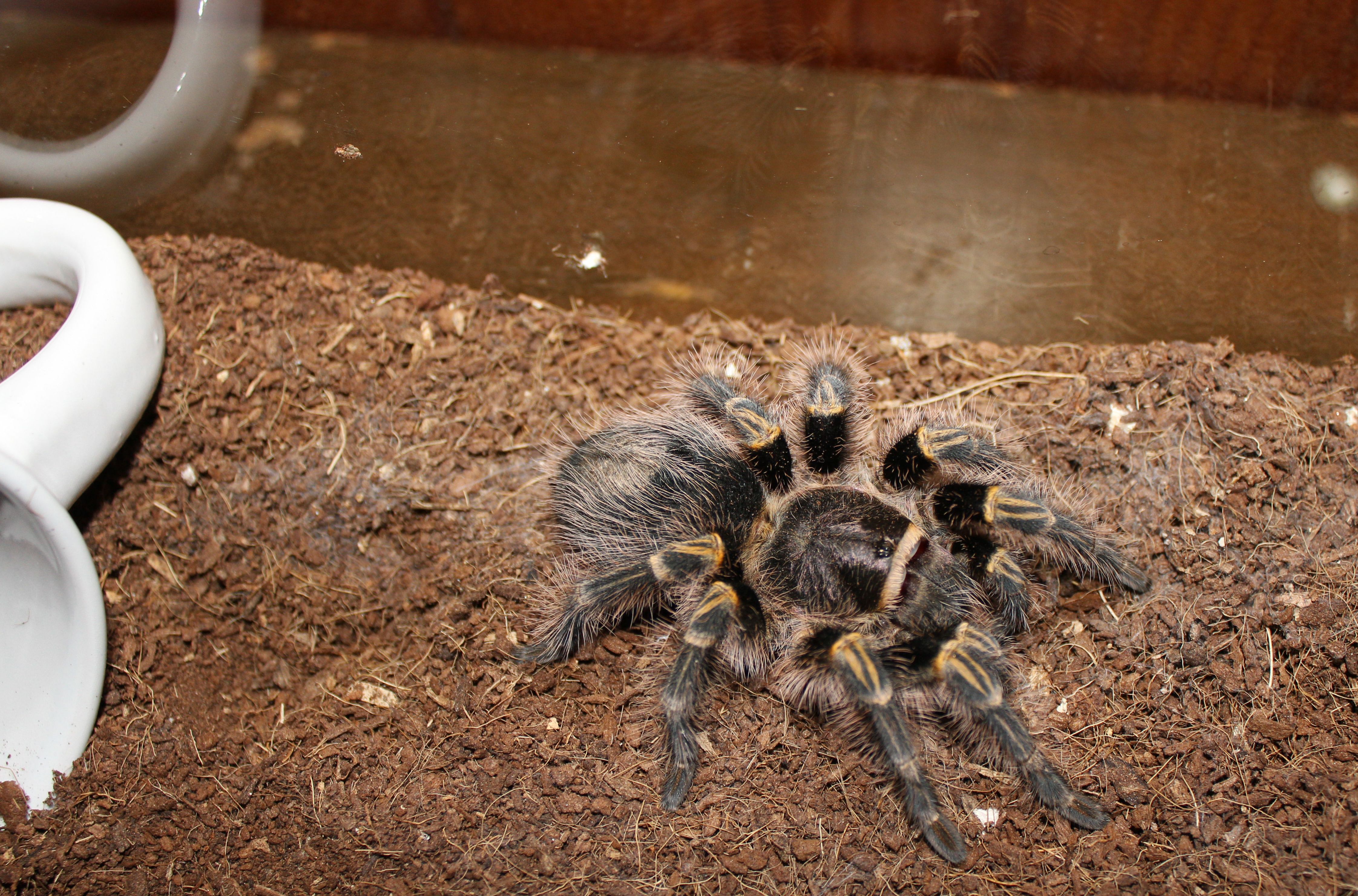 G. Pulchripes "Chi-Chi"