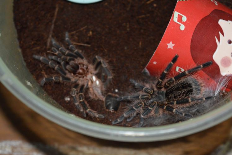 G. pulchripes Dos Chac