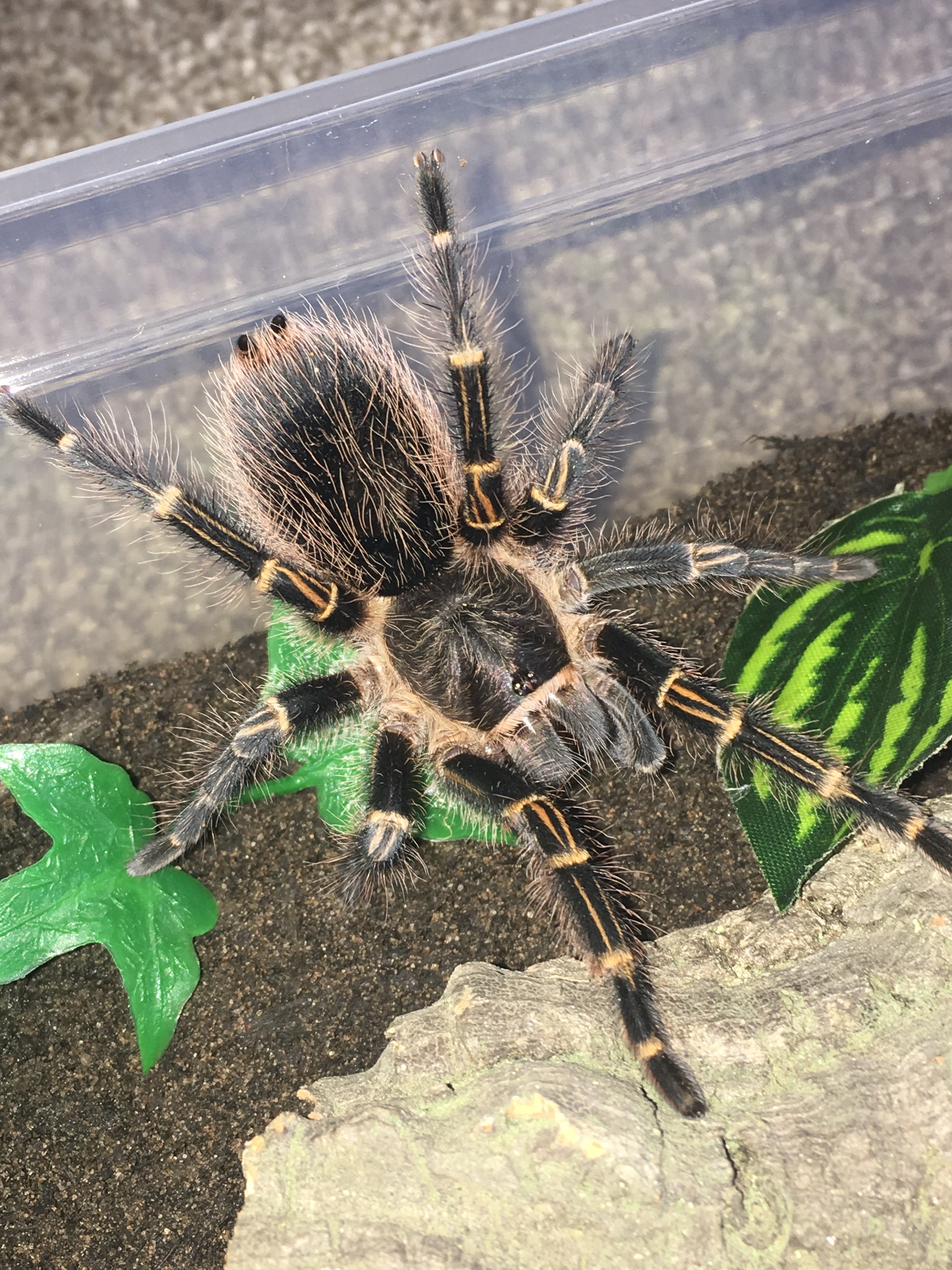 G Pulchripes juv Female