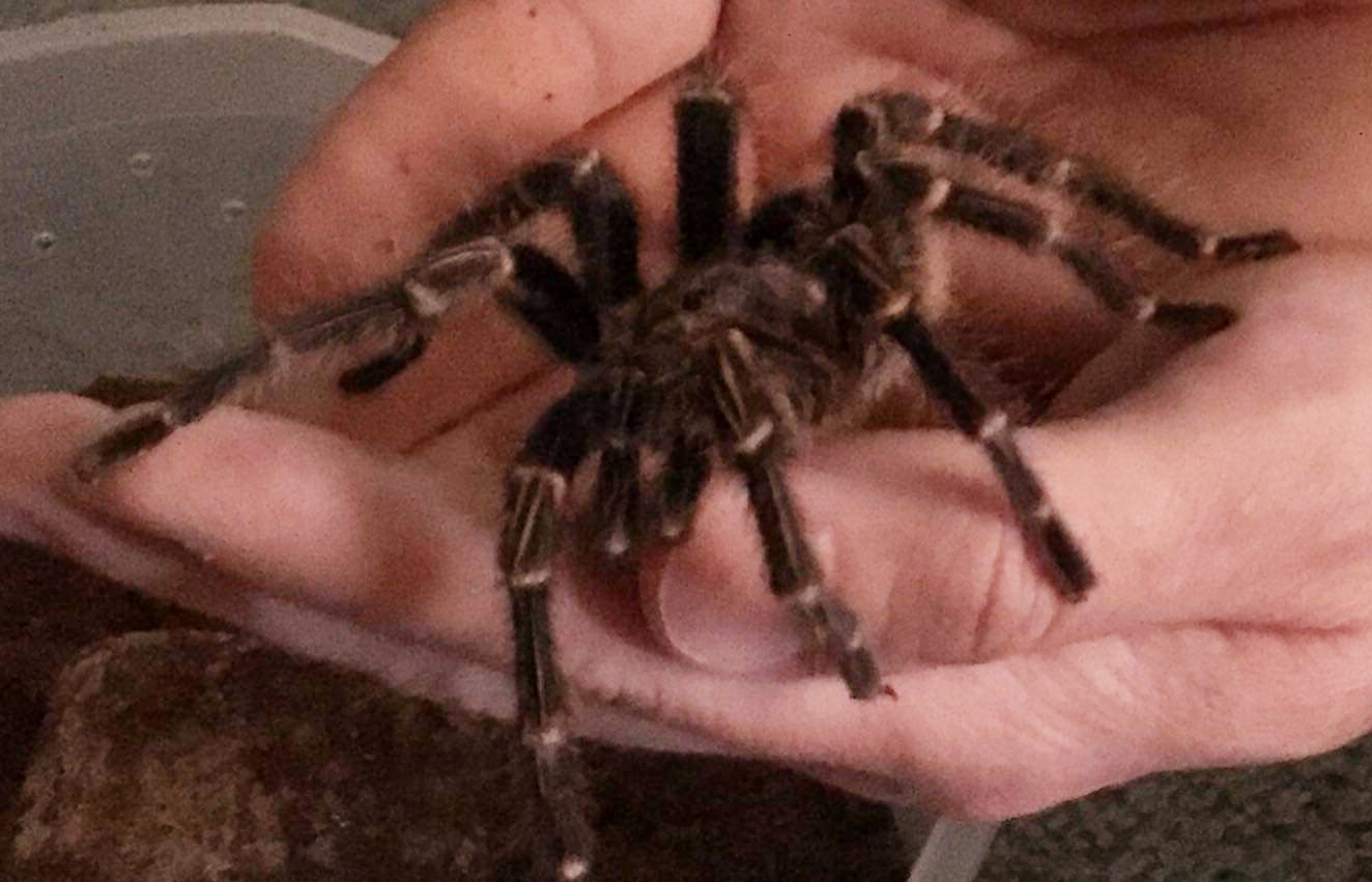 G. Pulchripes juvenile (male)