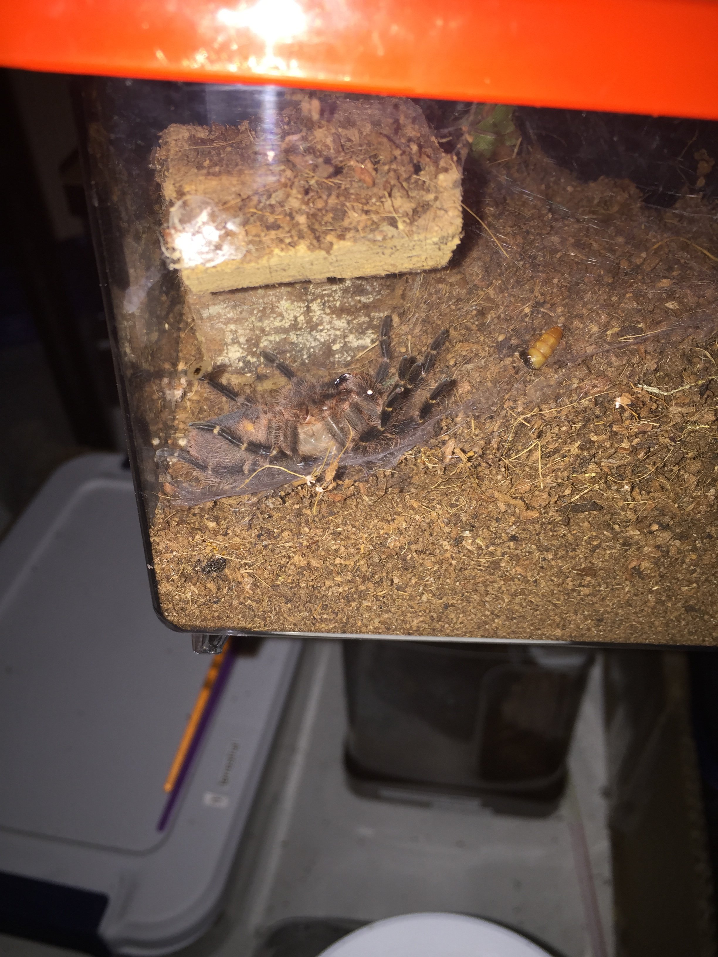 G pulchripes ready to molt