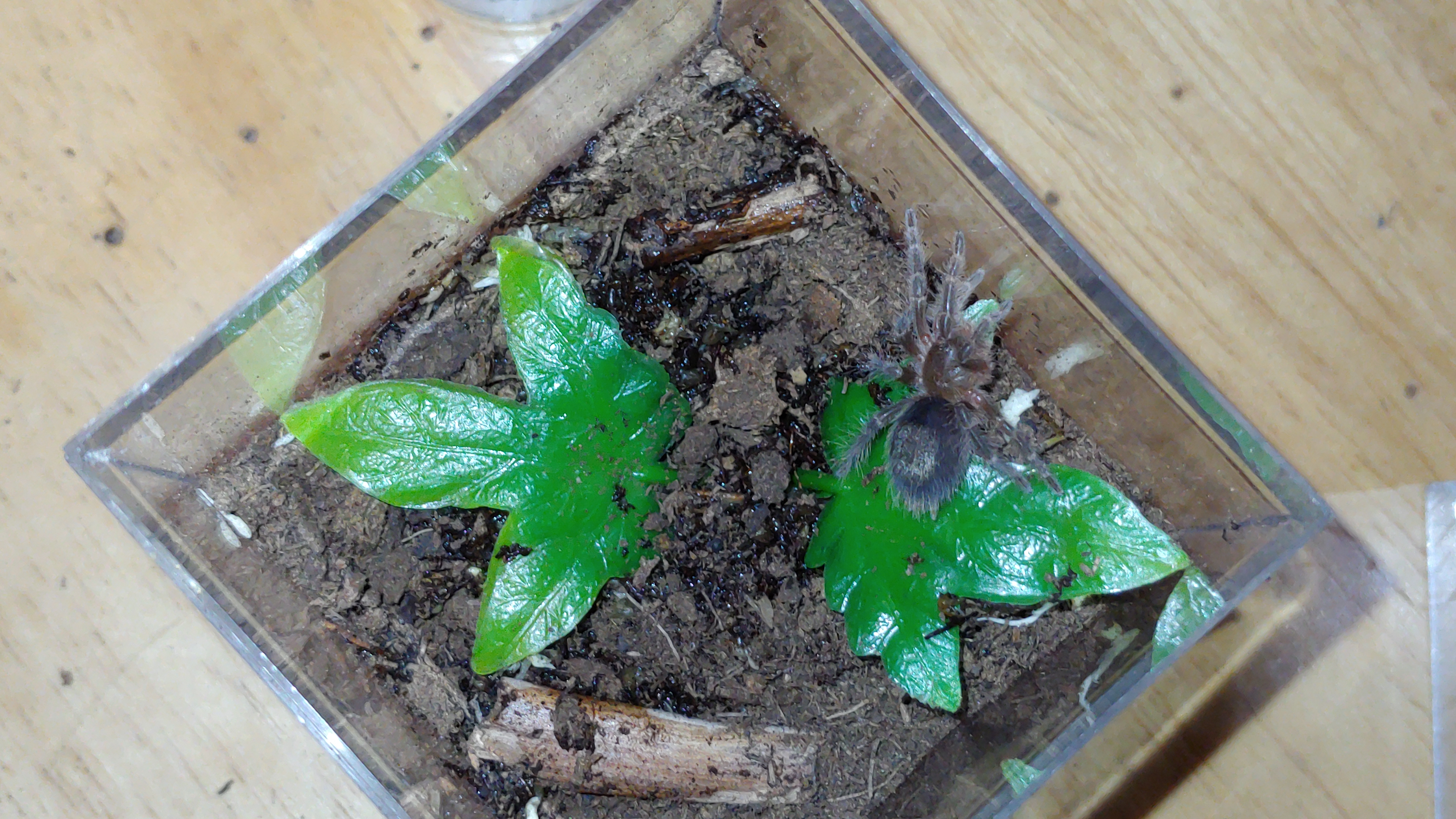 G.pulchripes sling rehoused