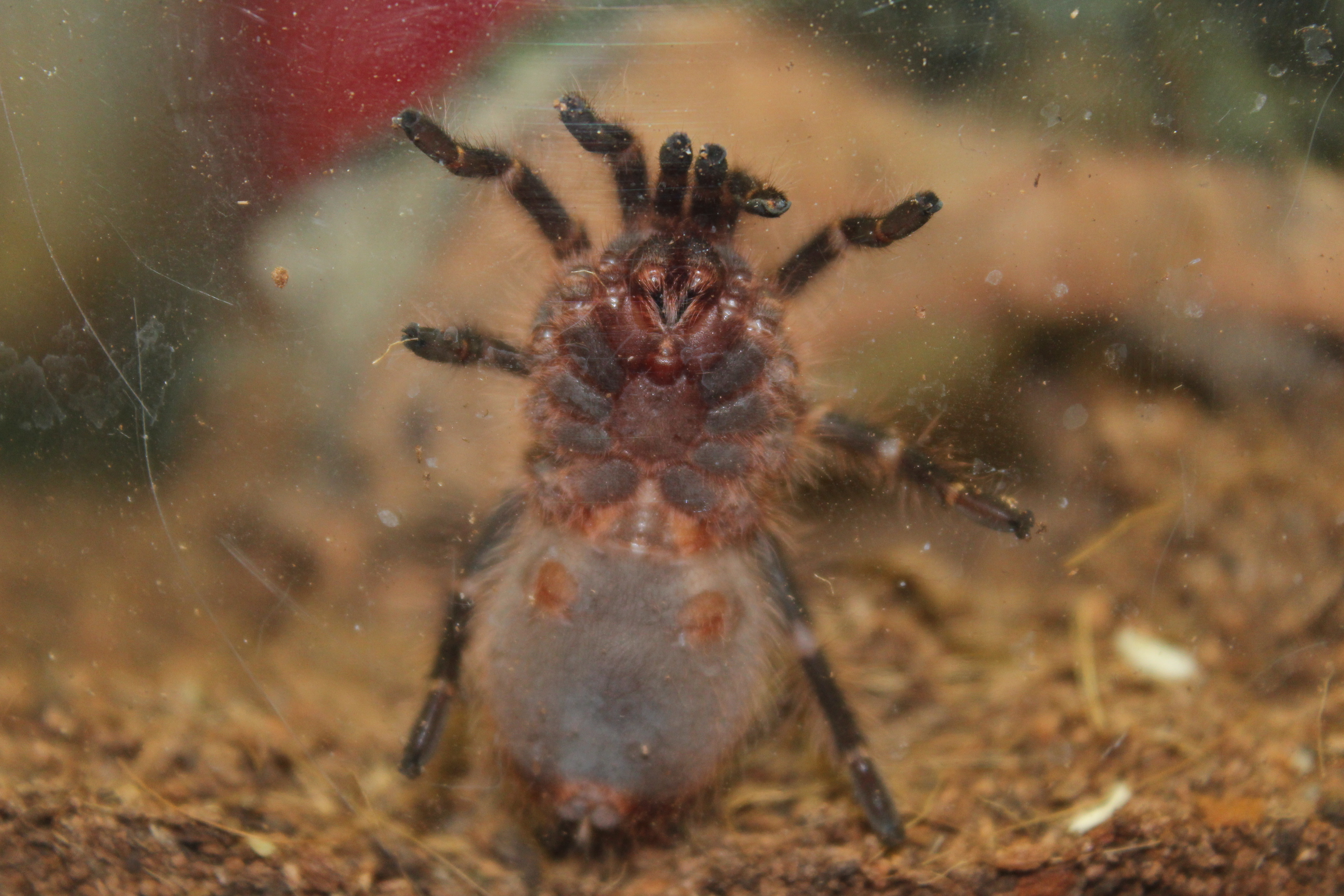 G. pulchripes ventral sexing
