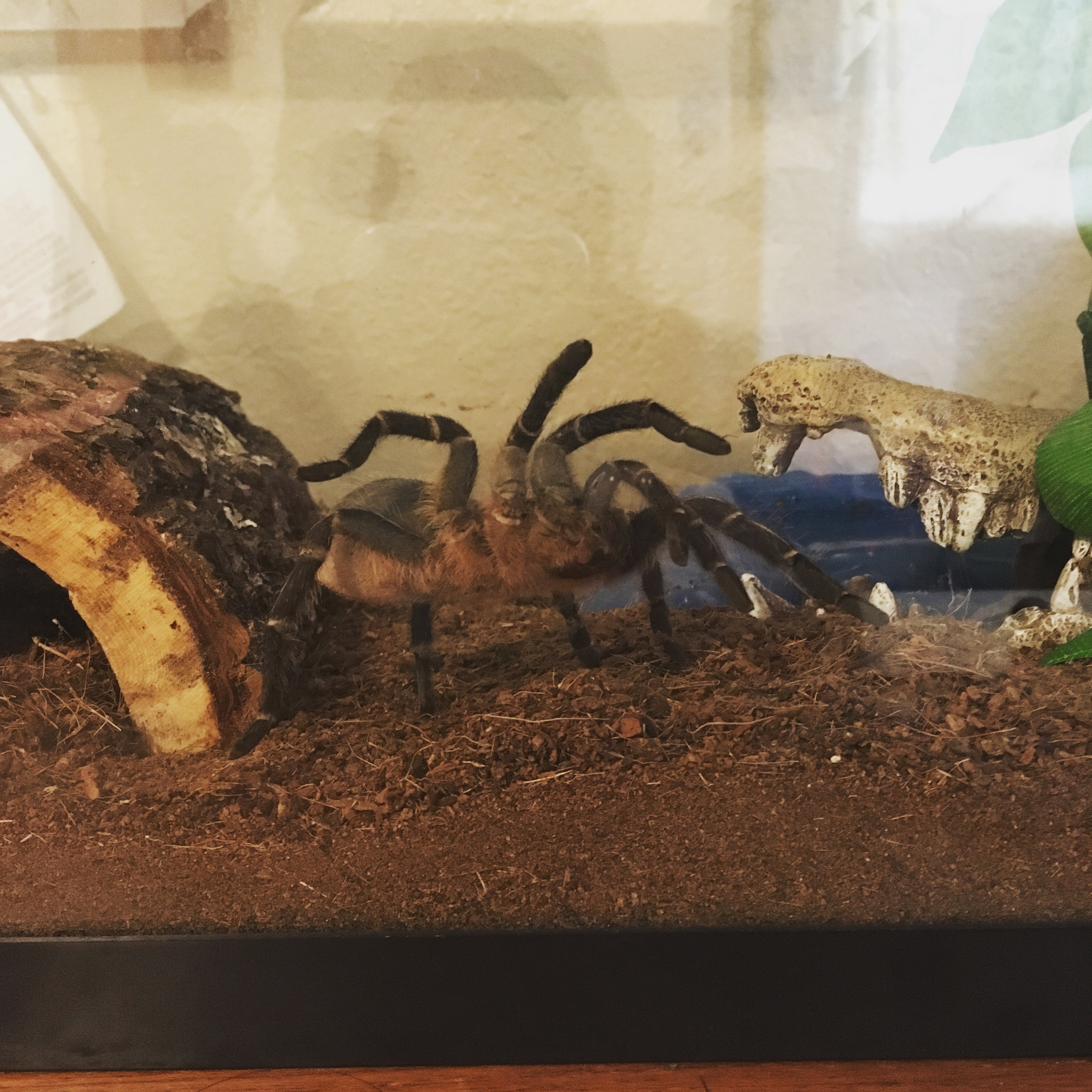 G pulchripes, what an odd creature