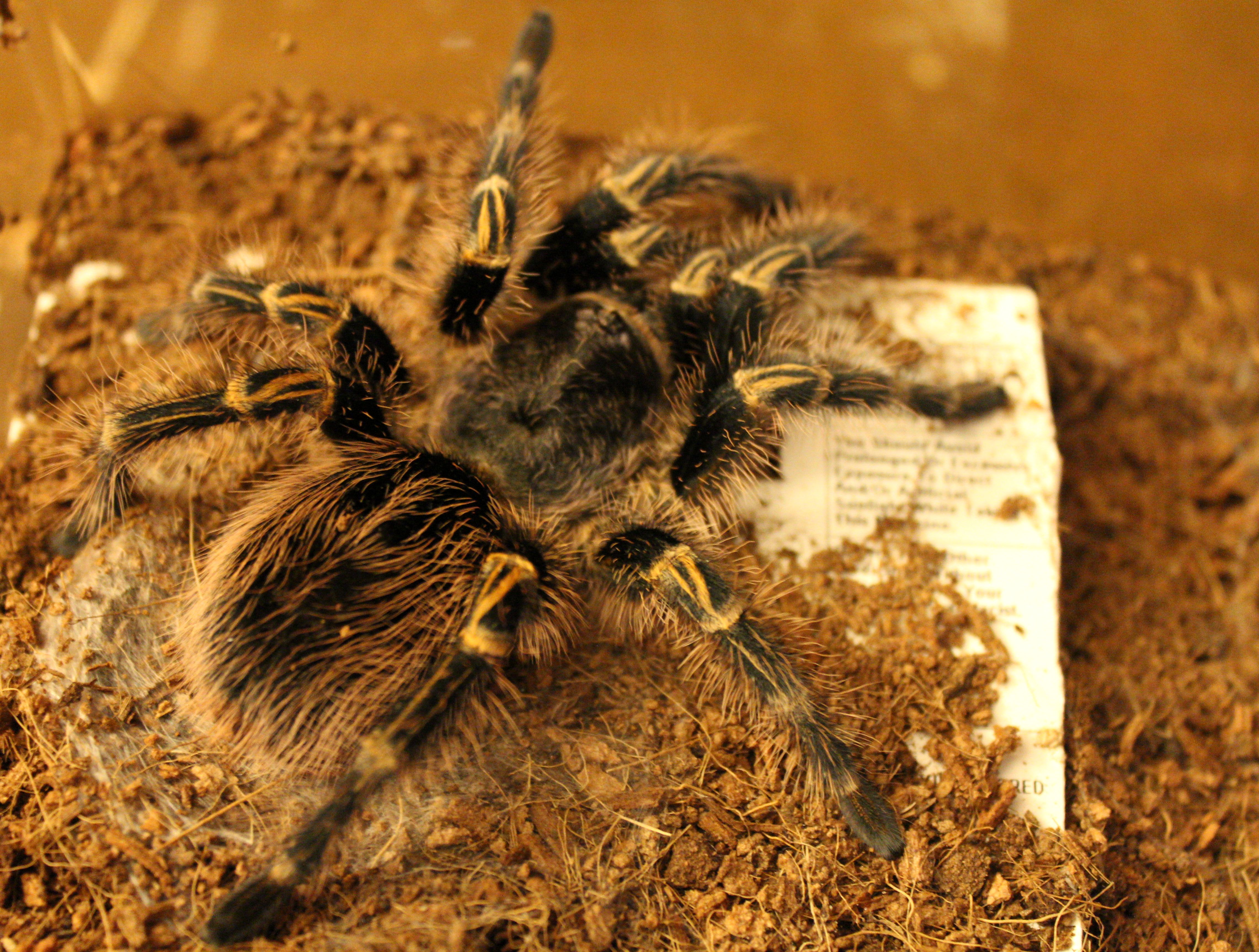 G. Pulchripes
