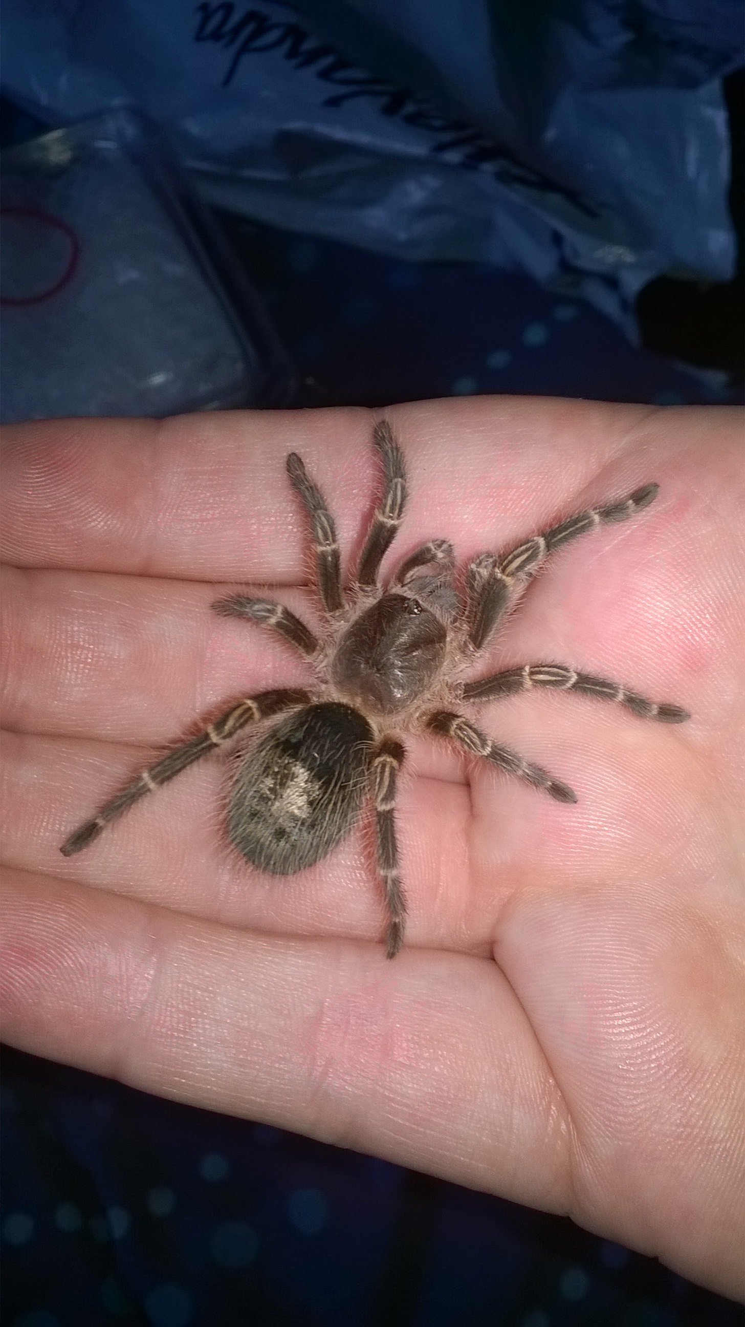 G Pulchripes.